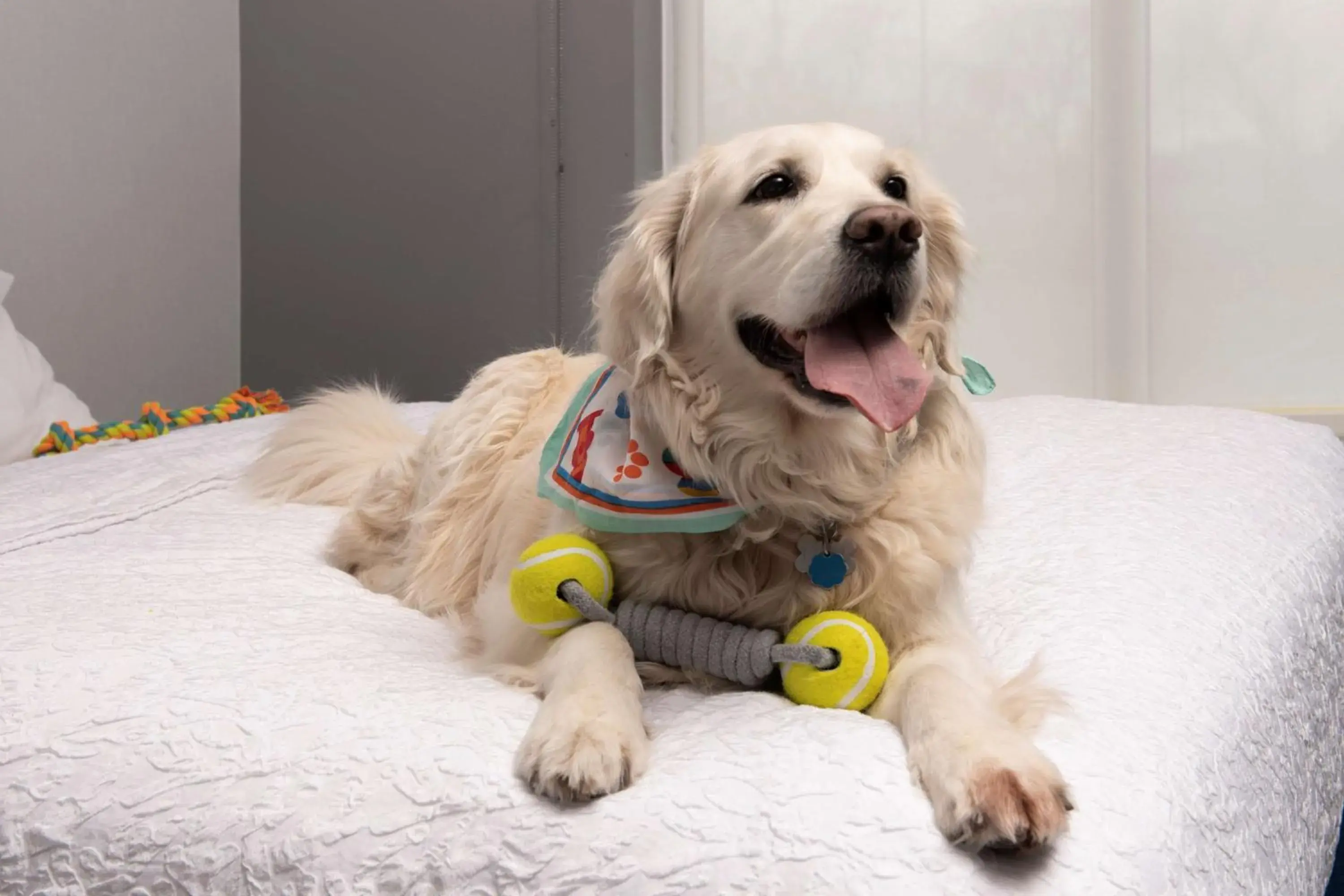 Bed in Hampton Inn & Suites Rapid City Rushmore, SD Bed in Hampton Inn & Suites Rapid City Rushmore, SD