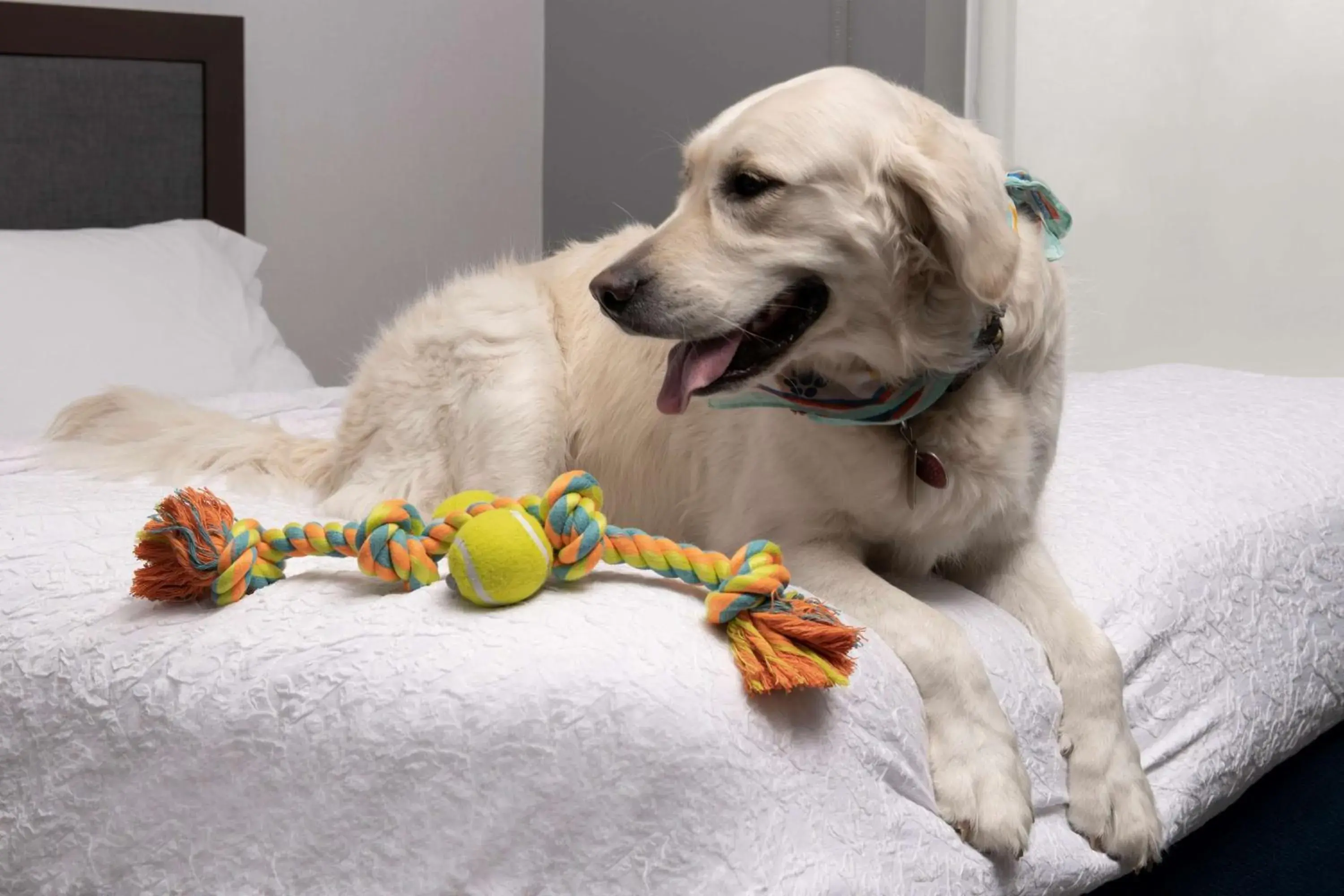 Bed in Hampton Inn & Suites Rapid City Rushmore, SD Bed in Hampton Inn & Suites Rapid City Rushmore, SD