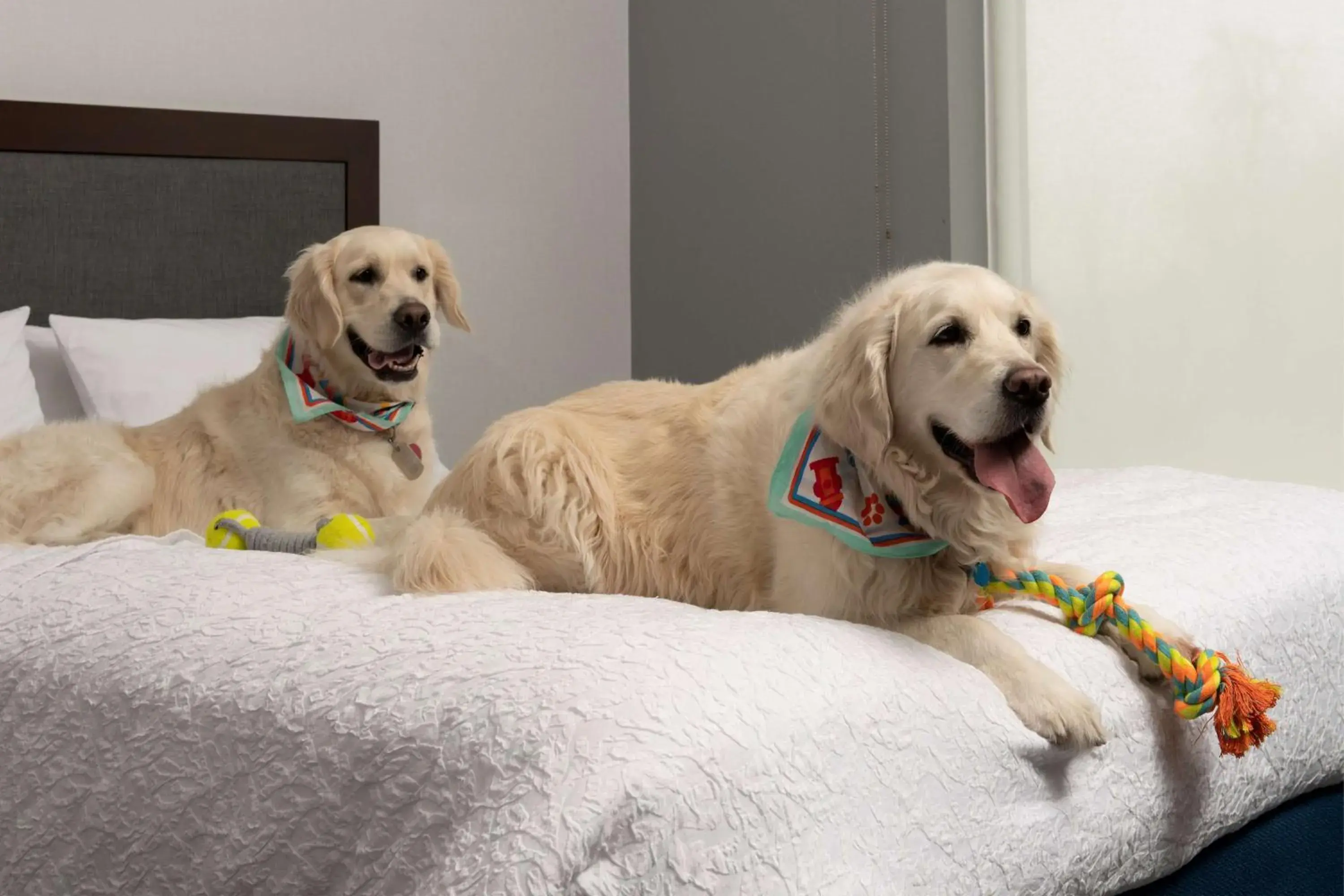 King Studio Suite - Non Smoking in Hampton Inn & Suites Rapid City Rushmore, SD King Studio Suite - Non Smoking in Hampton Inn & Suites Rapid City Rushmore, SD