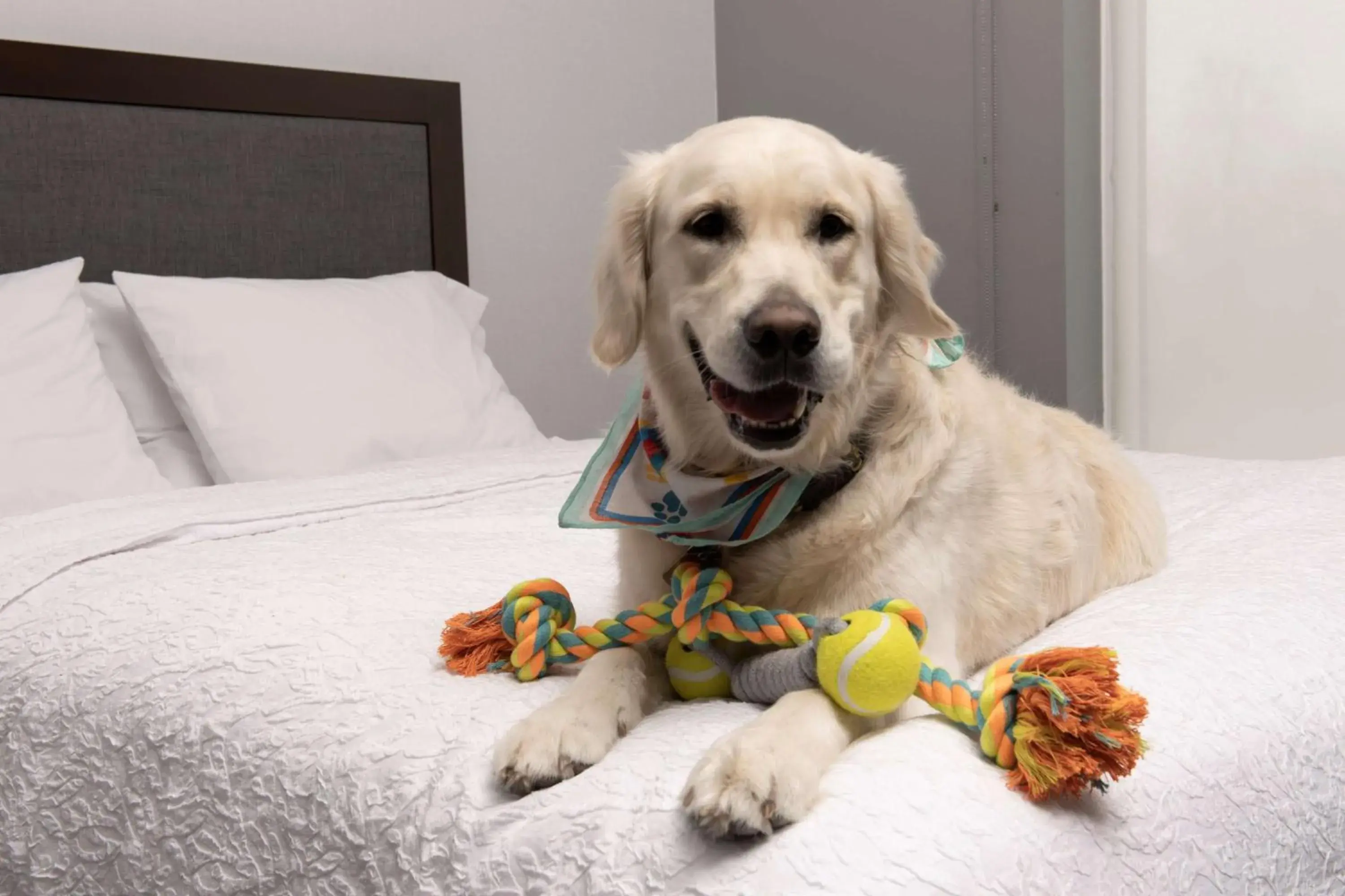 Bed in Hampton Inn & Suites Rapid City Rushmore, SD Bed in Hampton Inn & Suites Rapid City Rushmore, SD