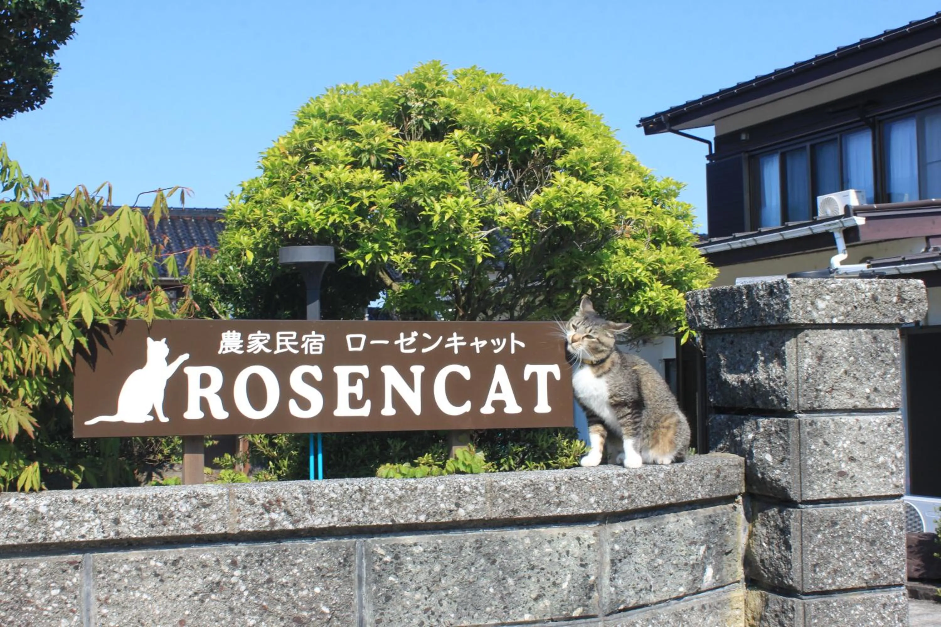 Rosencat