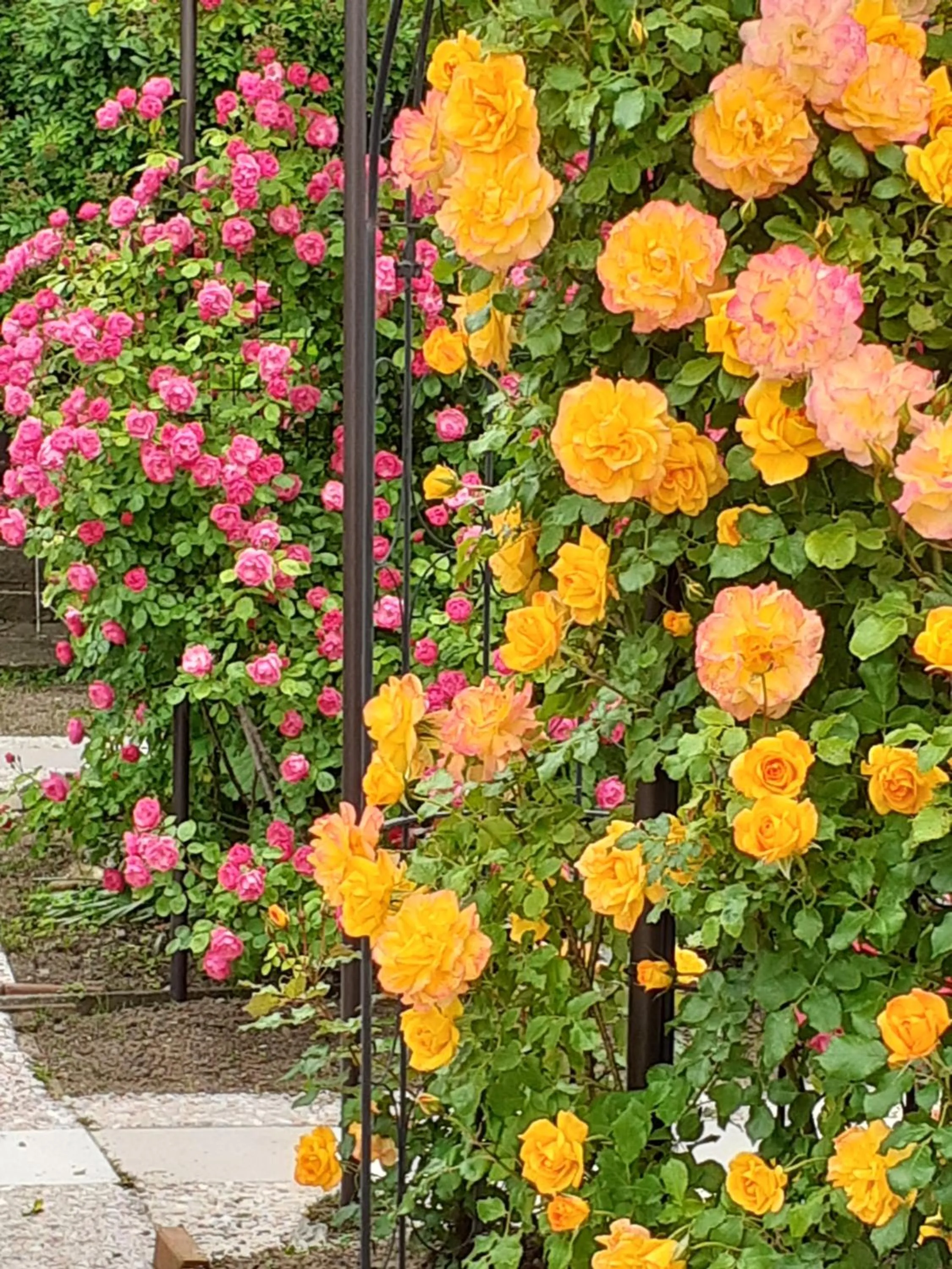 Garden view in Rosencat