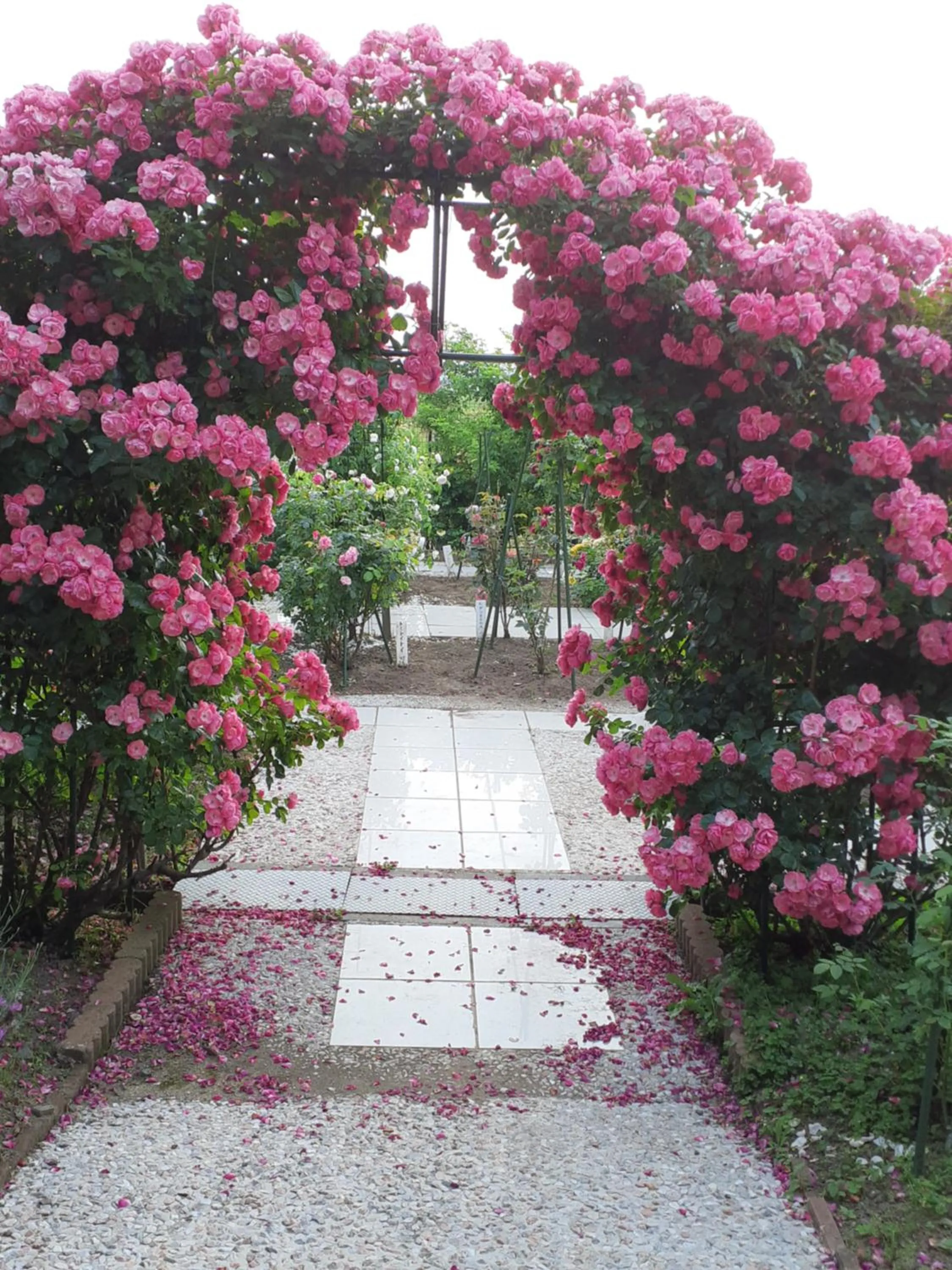 Garden view in Rosencat