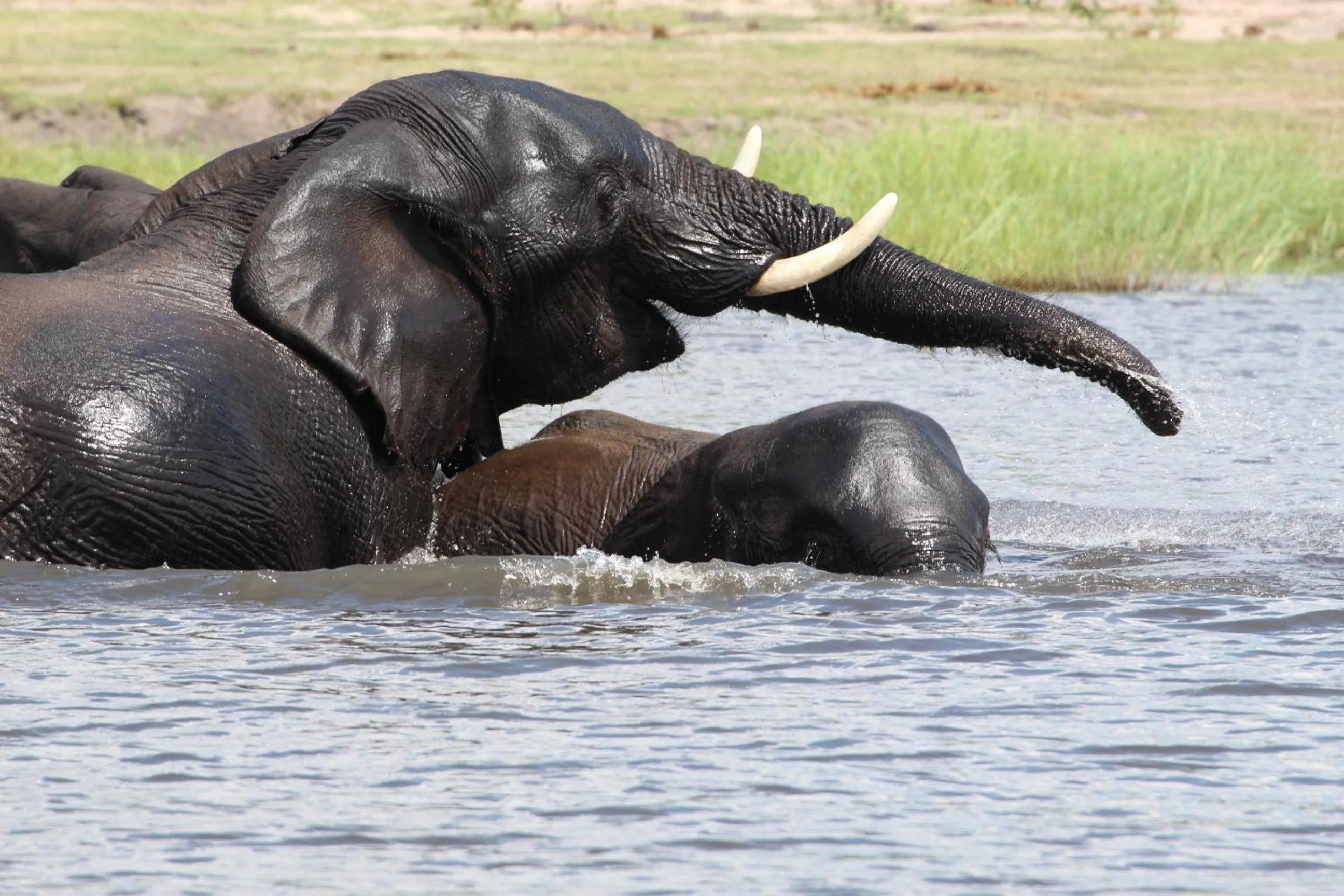 Animals in Tlou Safari Lodge