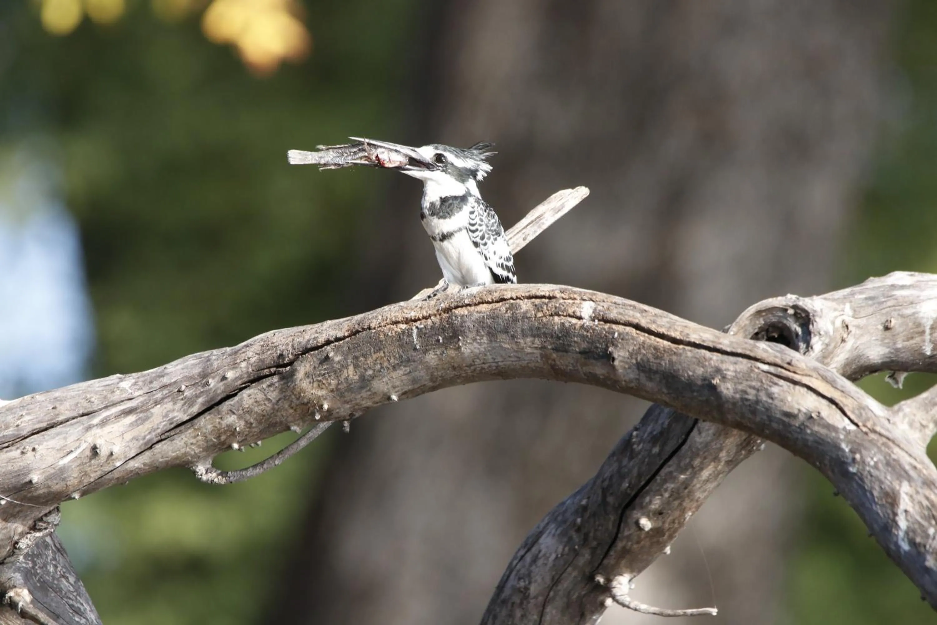 Animals in Tlou Safari Lodge