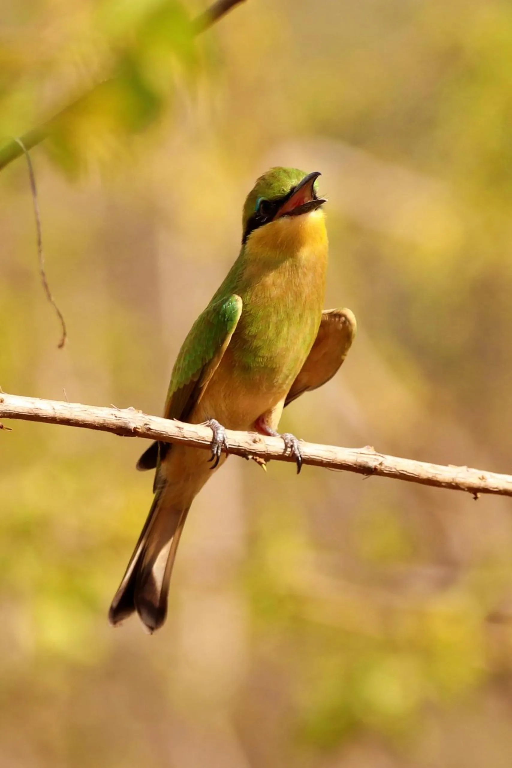 Animals in Tlou Safari Lodge
