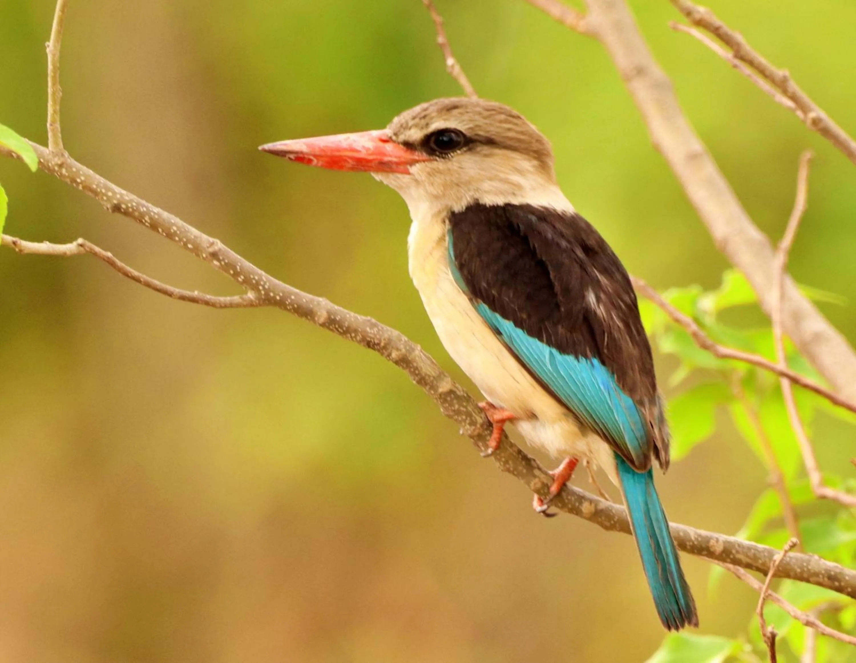 Animals in Tlou Safari Lodge