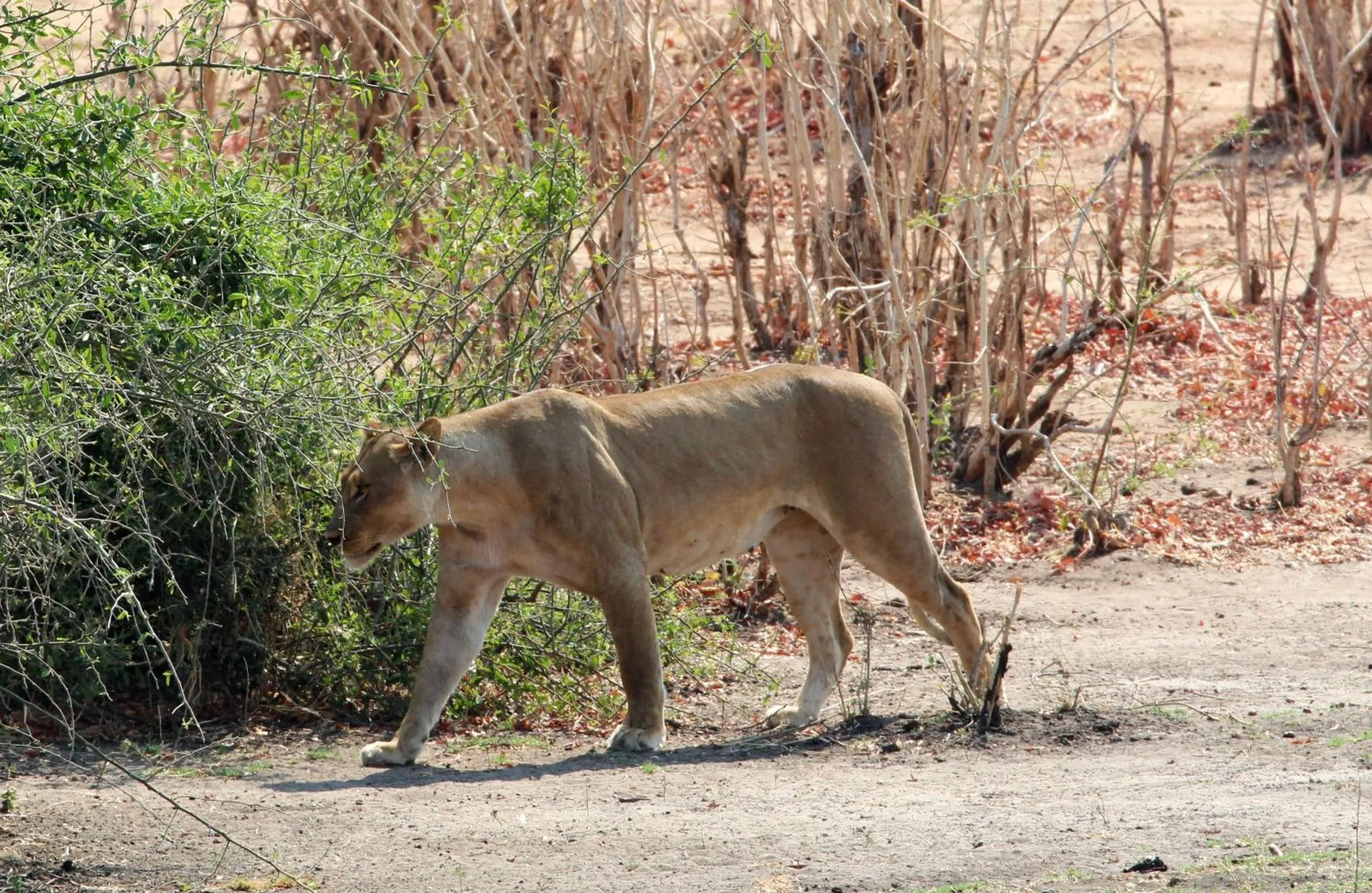 Animals in Tlou Safari Lodge