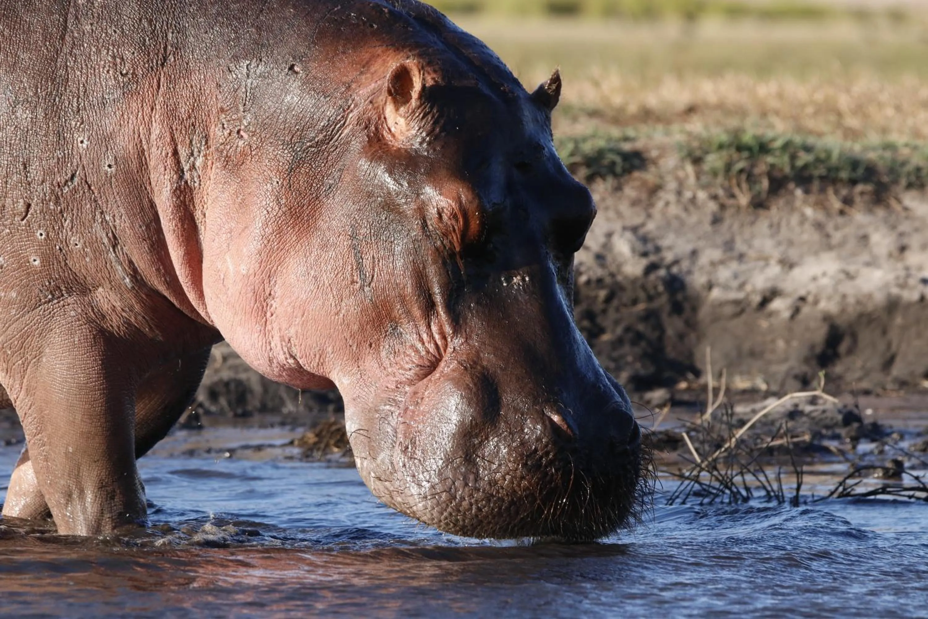 Animals in Tlou Safari Lodge