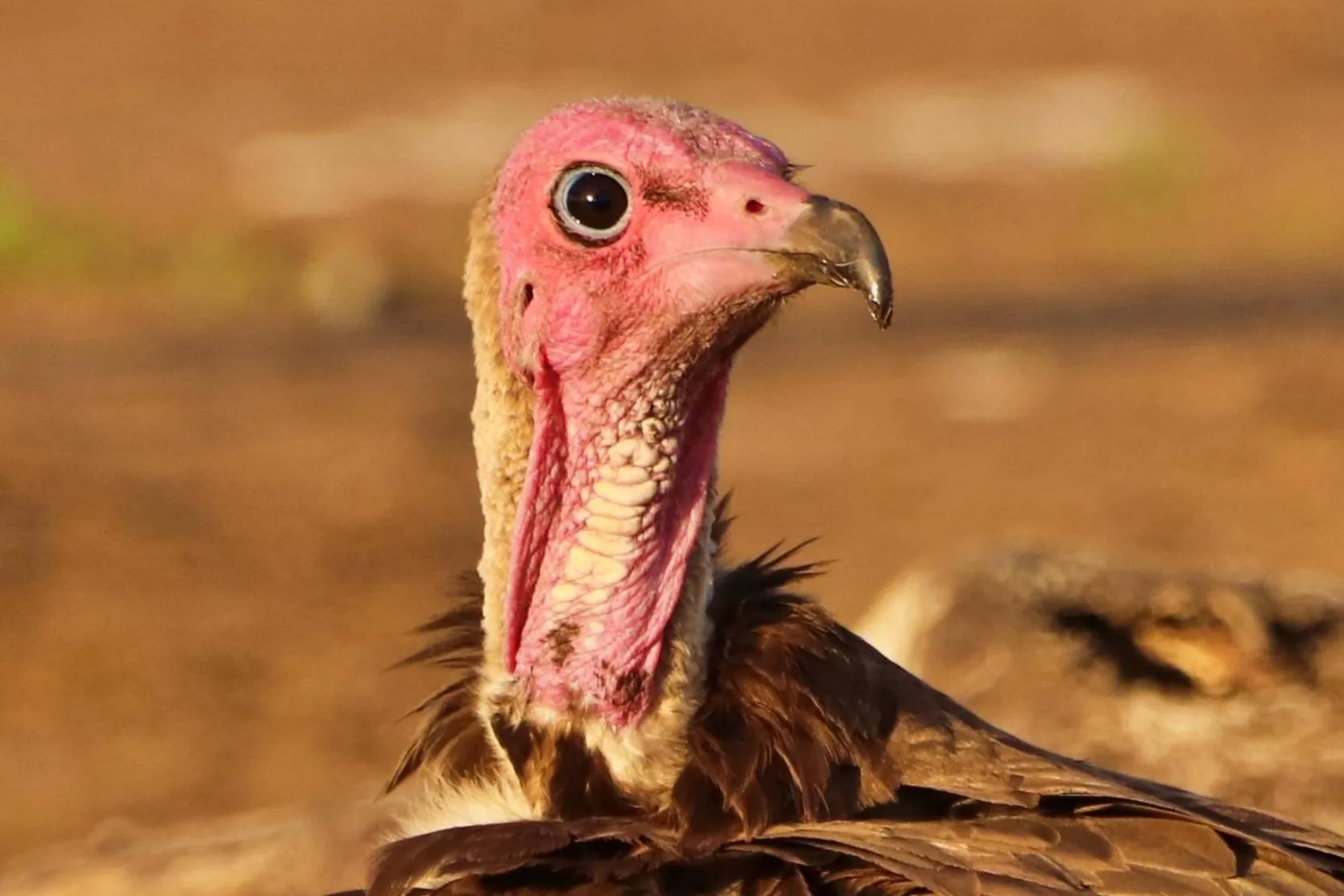 Animals in Tlou Safari Lodge