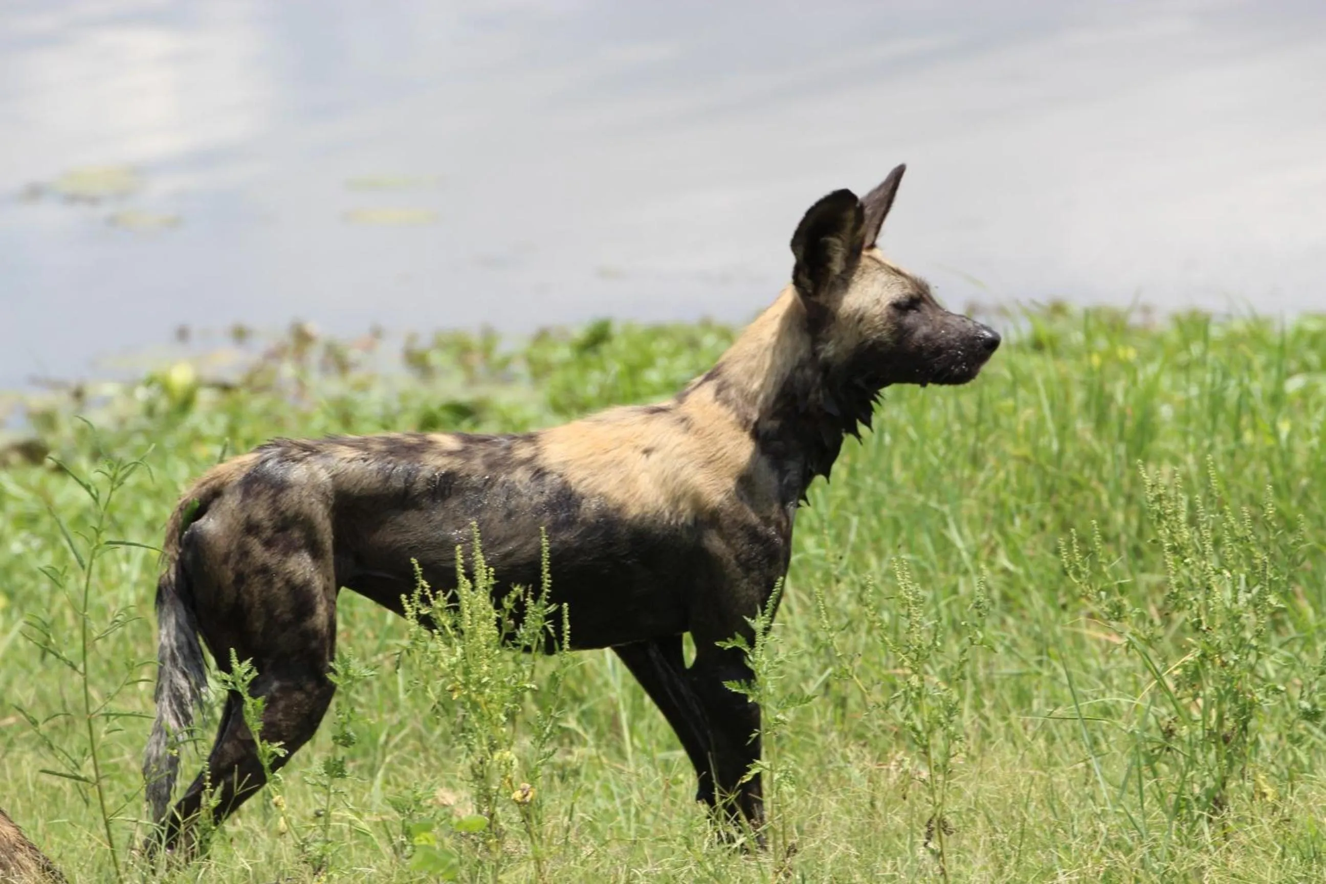 Animals in Tlou Safari Lodge