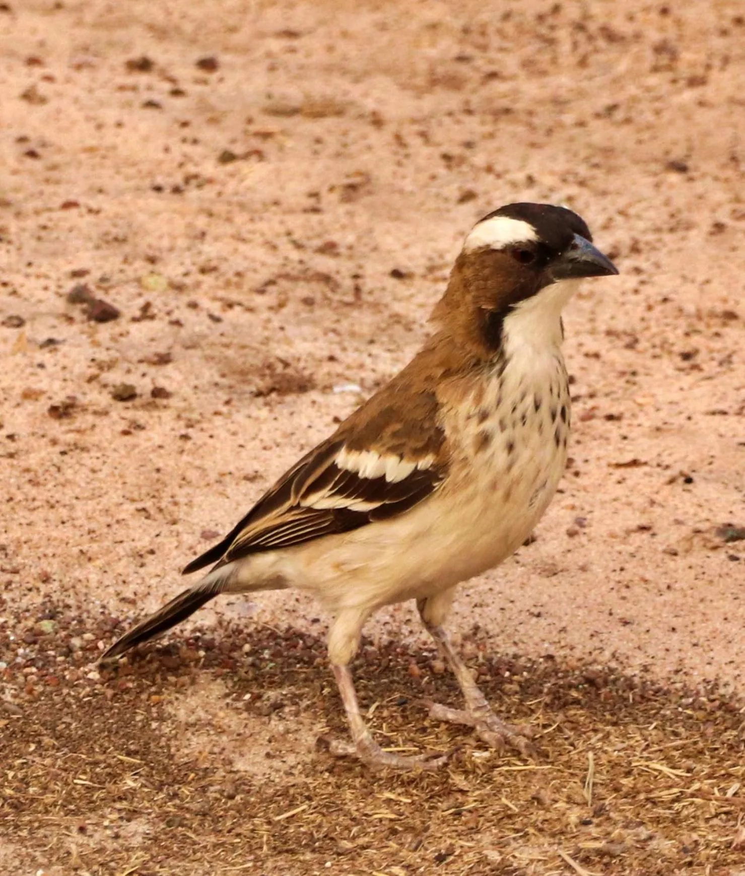 Animals in Tlou Safari Lodge