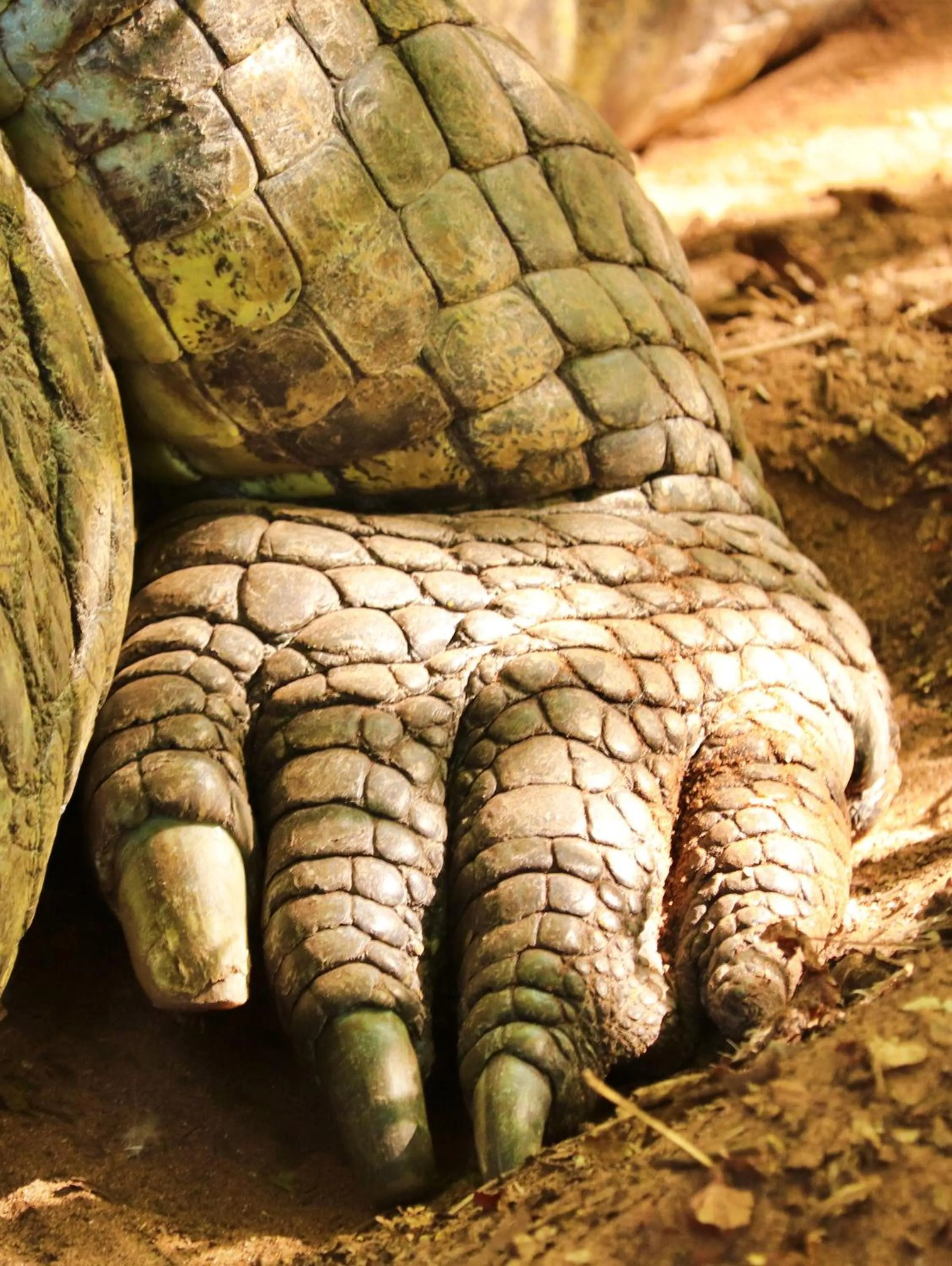 Animals in Tlou Safari Lodge