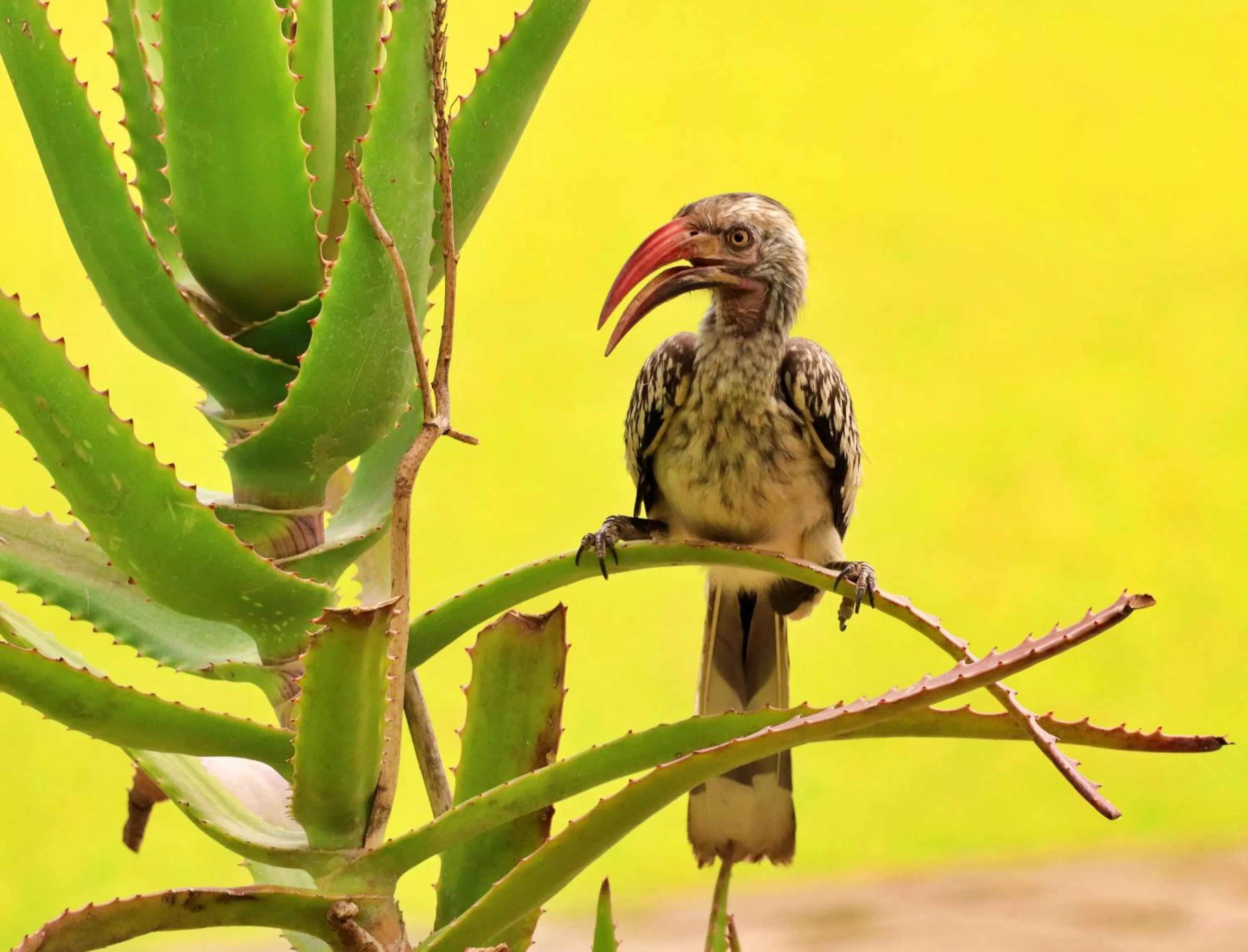 Animals in Tlou Safari Lodge
