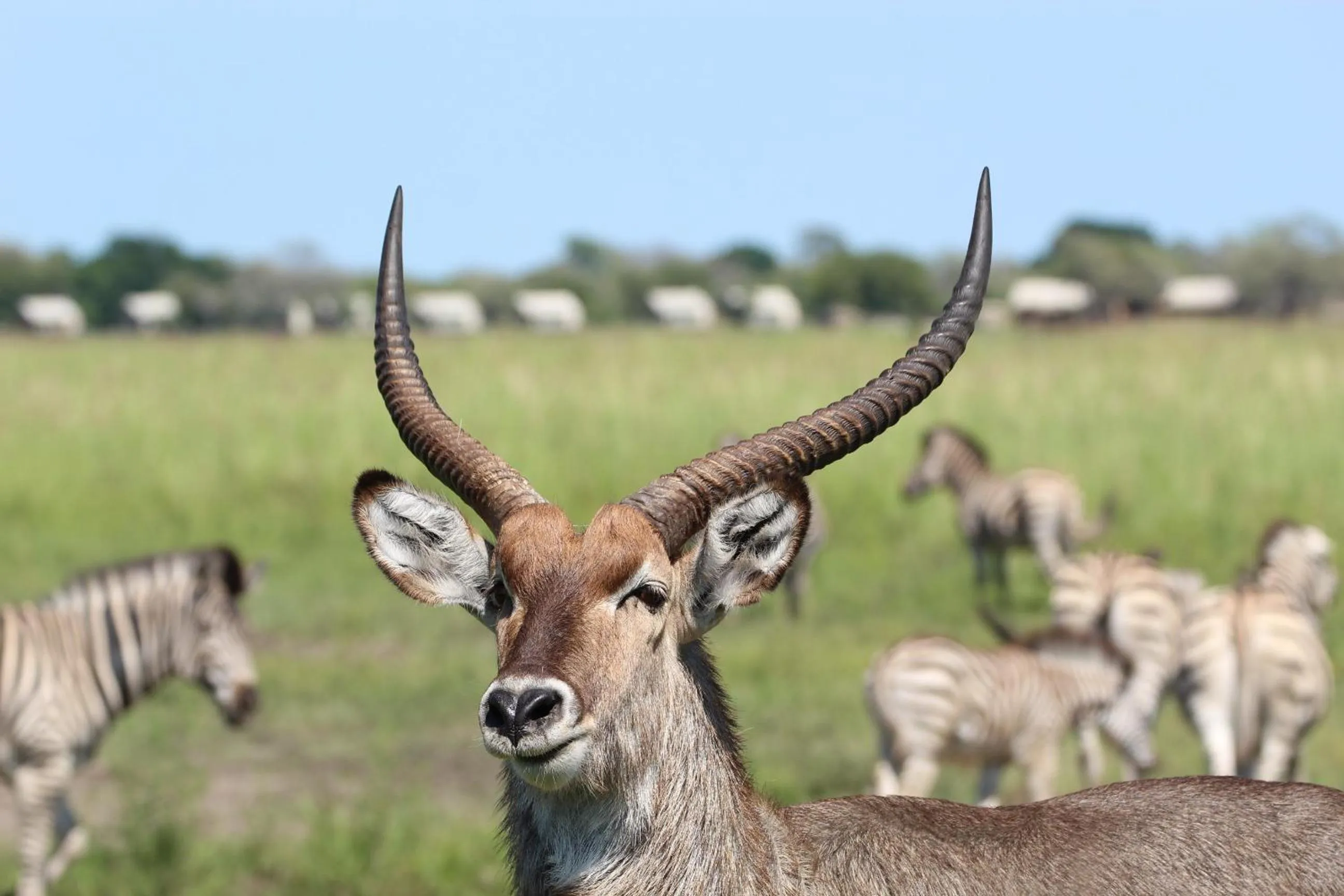 Animals in Tlou Safari Lodge
