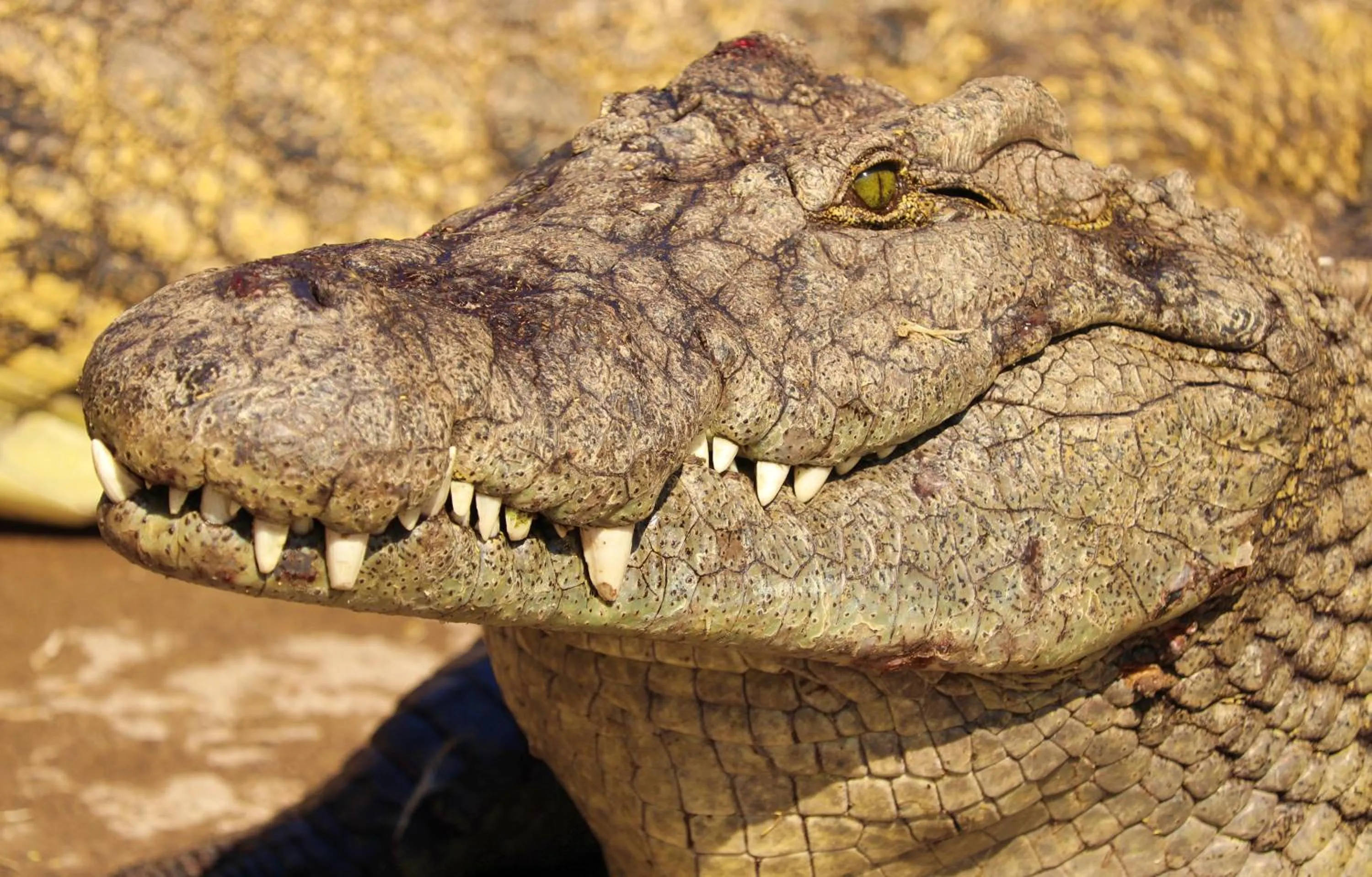 Animals in Tlou Safari Lodge