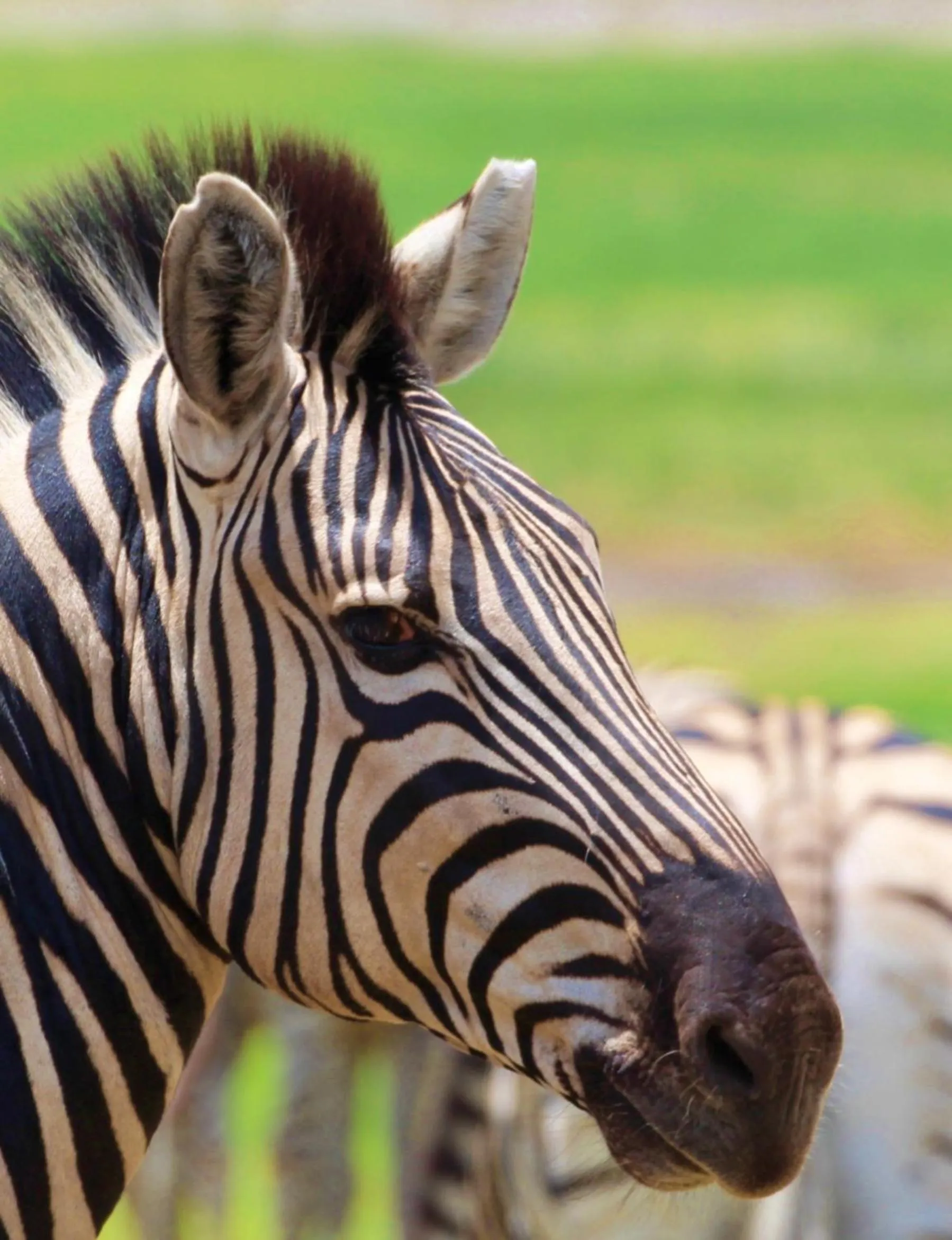 Property building in Tlou Safari Lodge