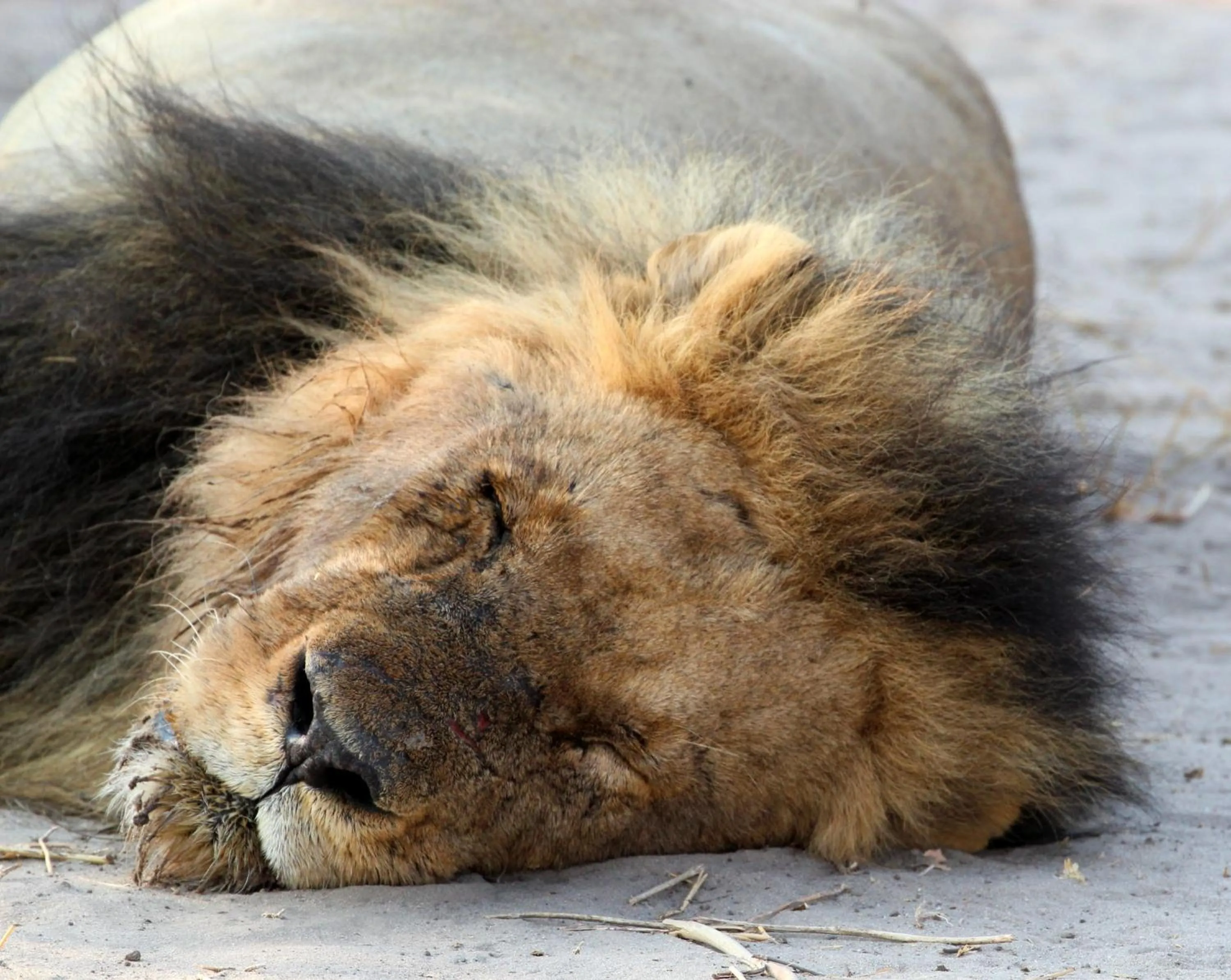 Animals in Tlou Safari Lodge