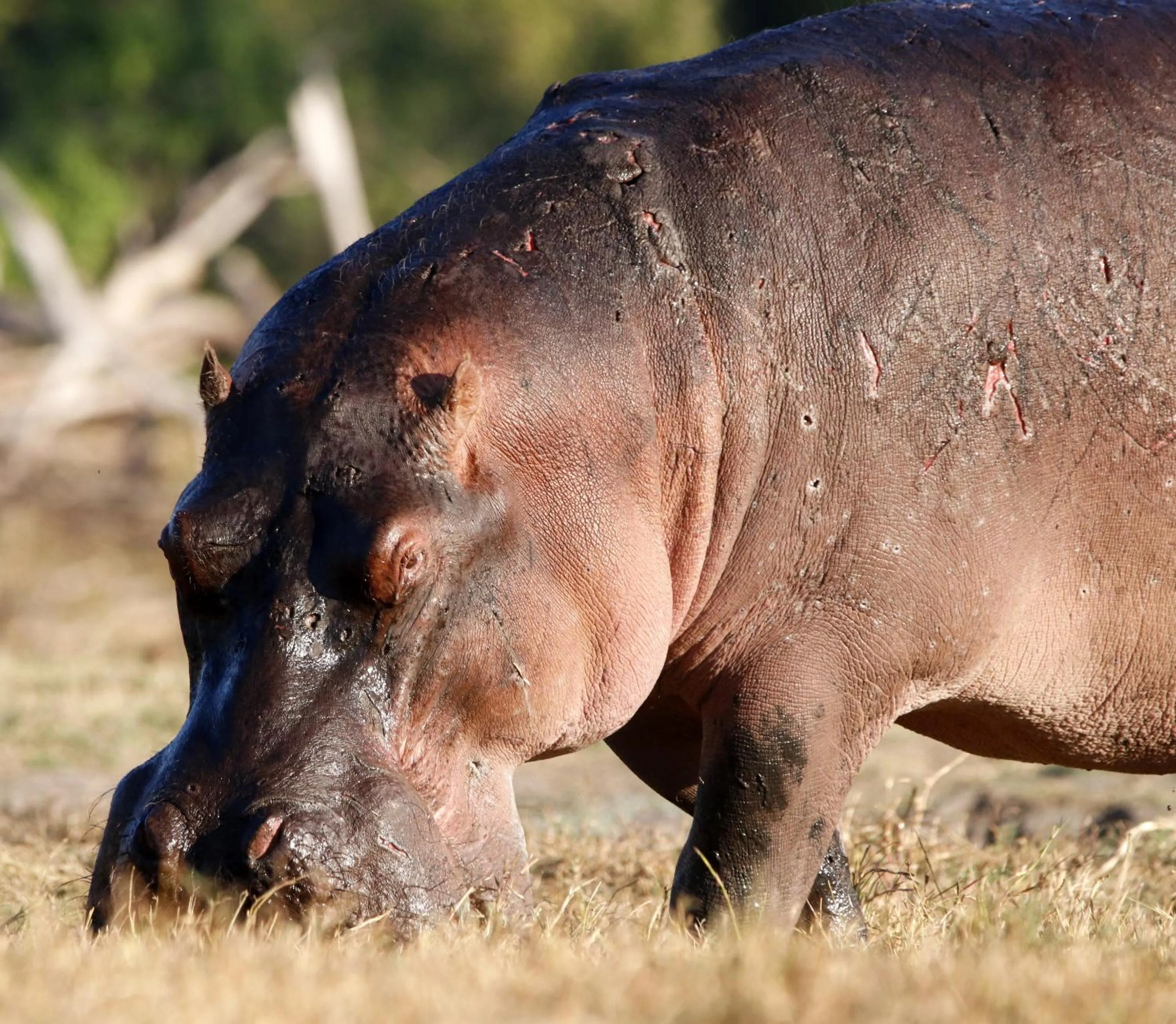 Animals in Tlou Safari Lodge