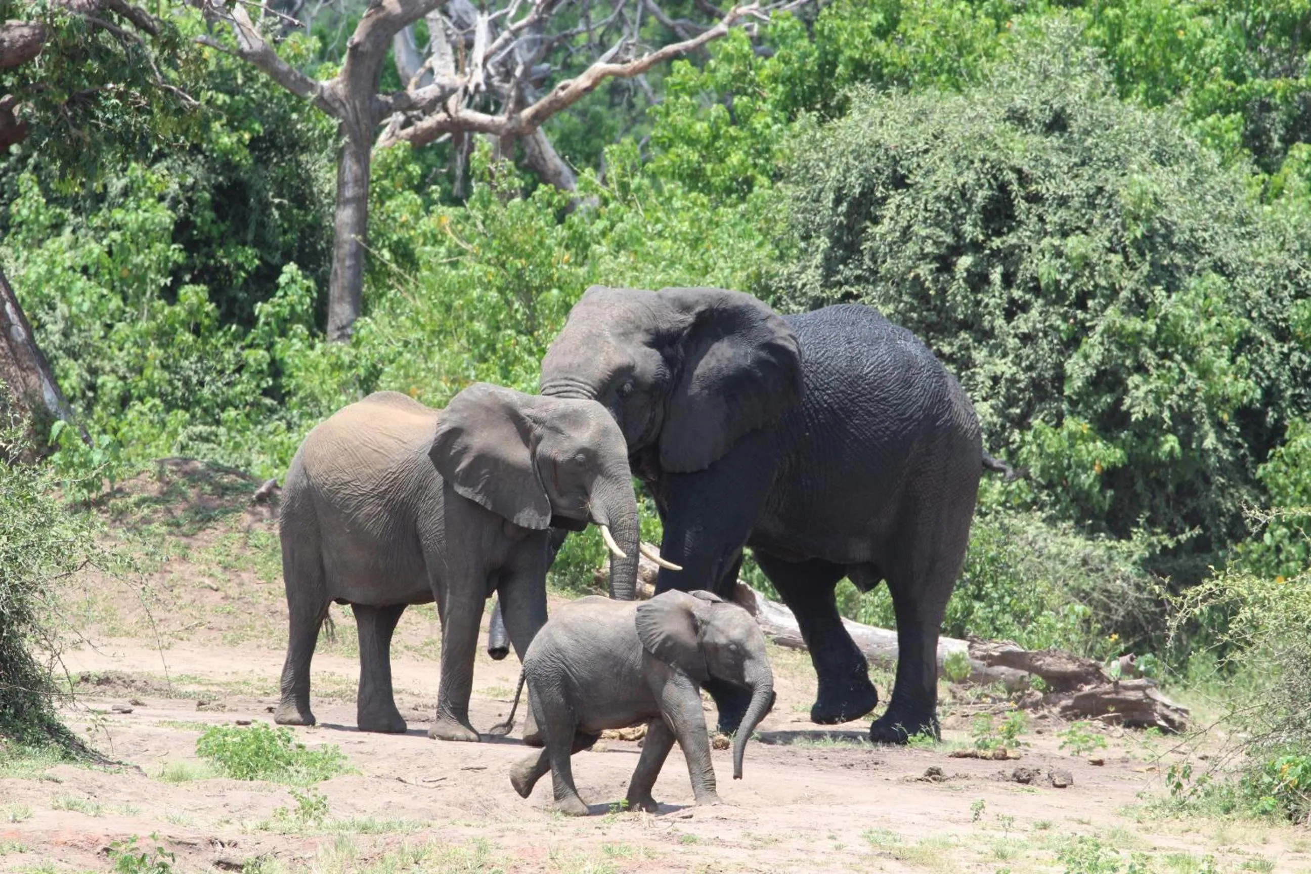 Animals in Tlou Safari Lodge