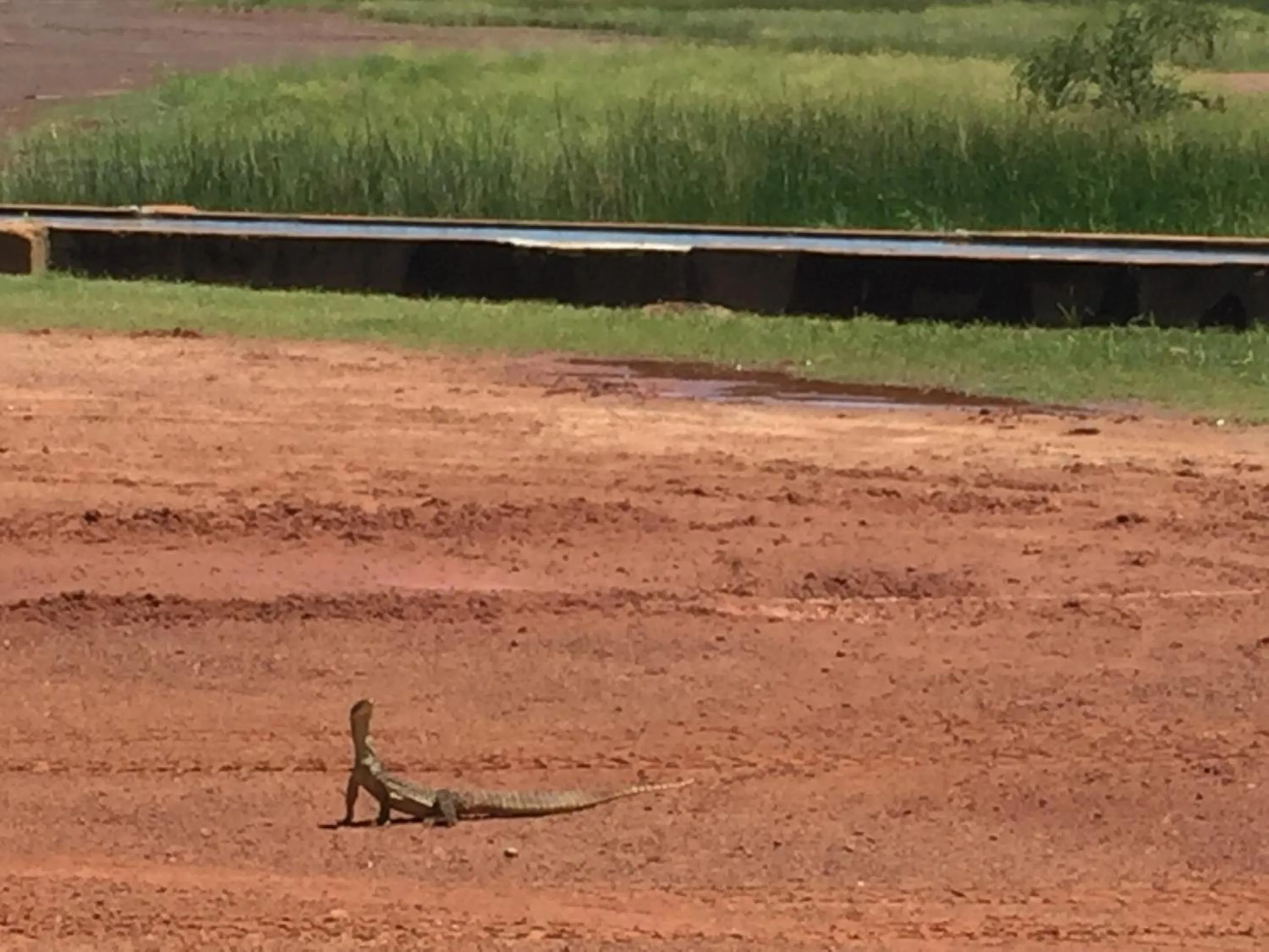 Animals in Mud Crab Motel