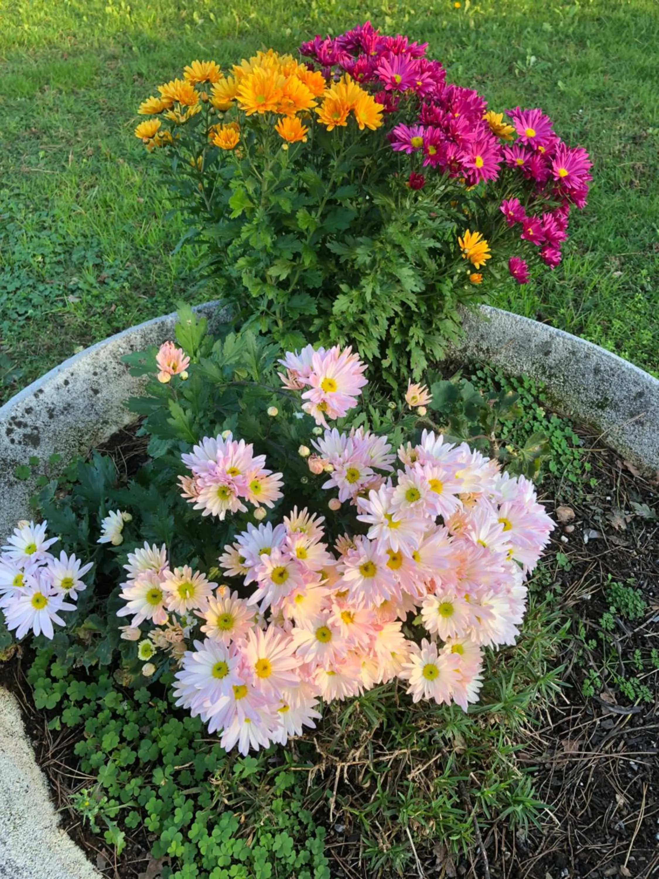 Garden in B & B Chic