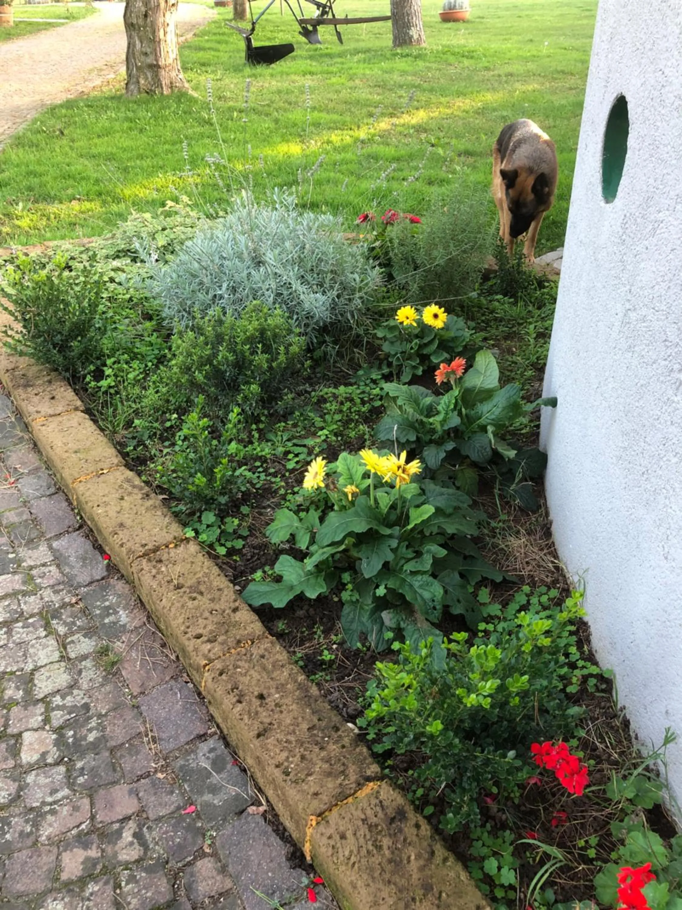 Garden view in B & B Chic