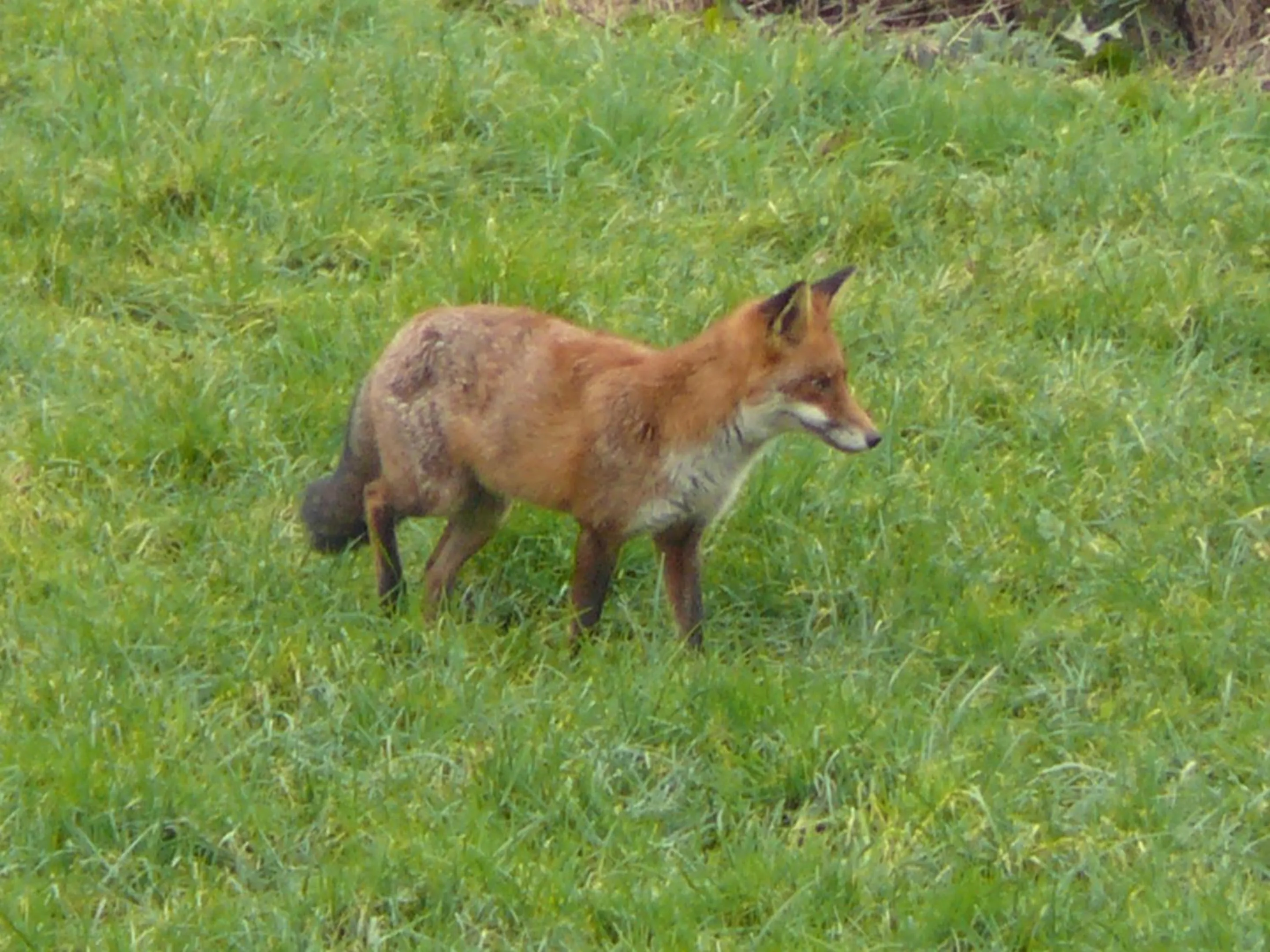 Property building in The Larches Ledbury