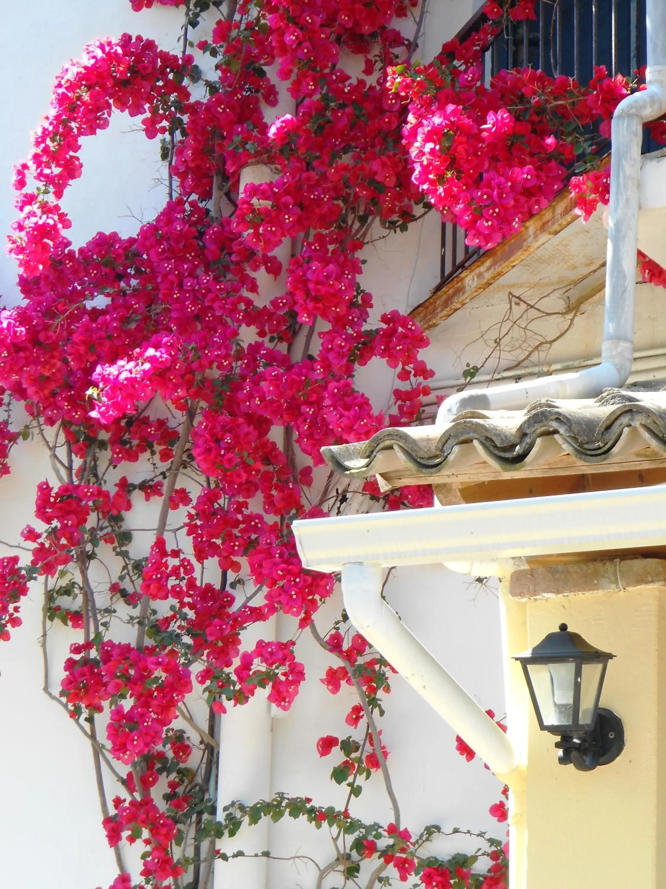 Property building in Anemona Studios