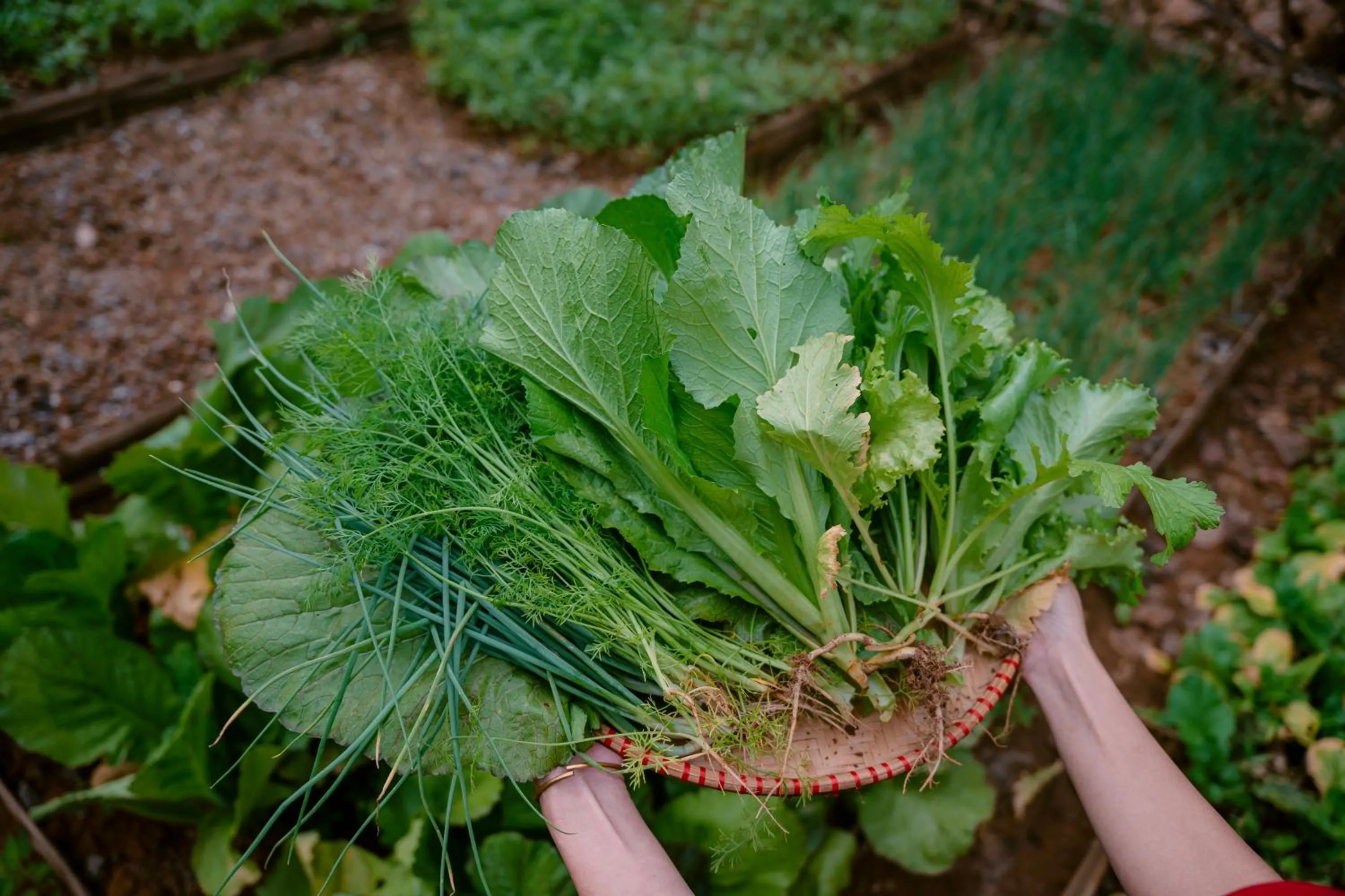 Mai Chau Mountain View Resort