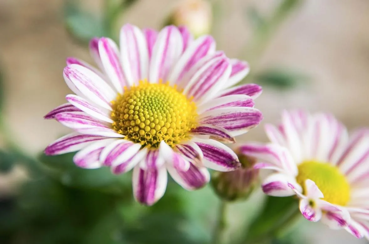 Pousada & Food 3 Abelhas