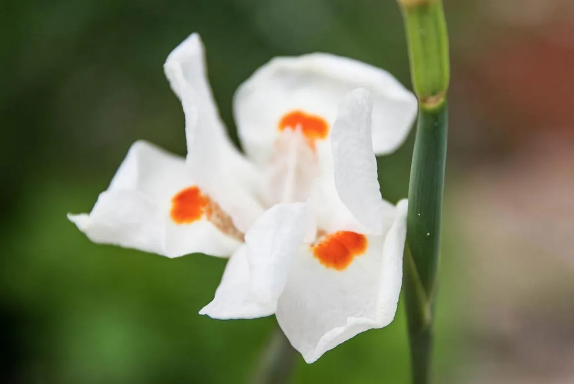 Pousada & Food 3 Abelhas