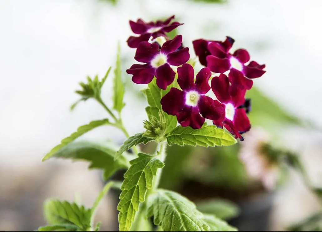 Pousada & Food 3 Abelhas