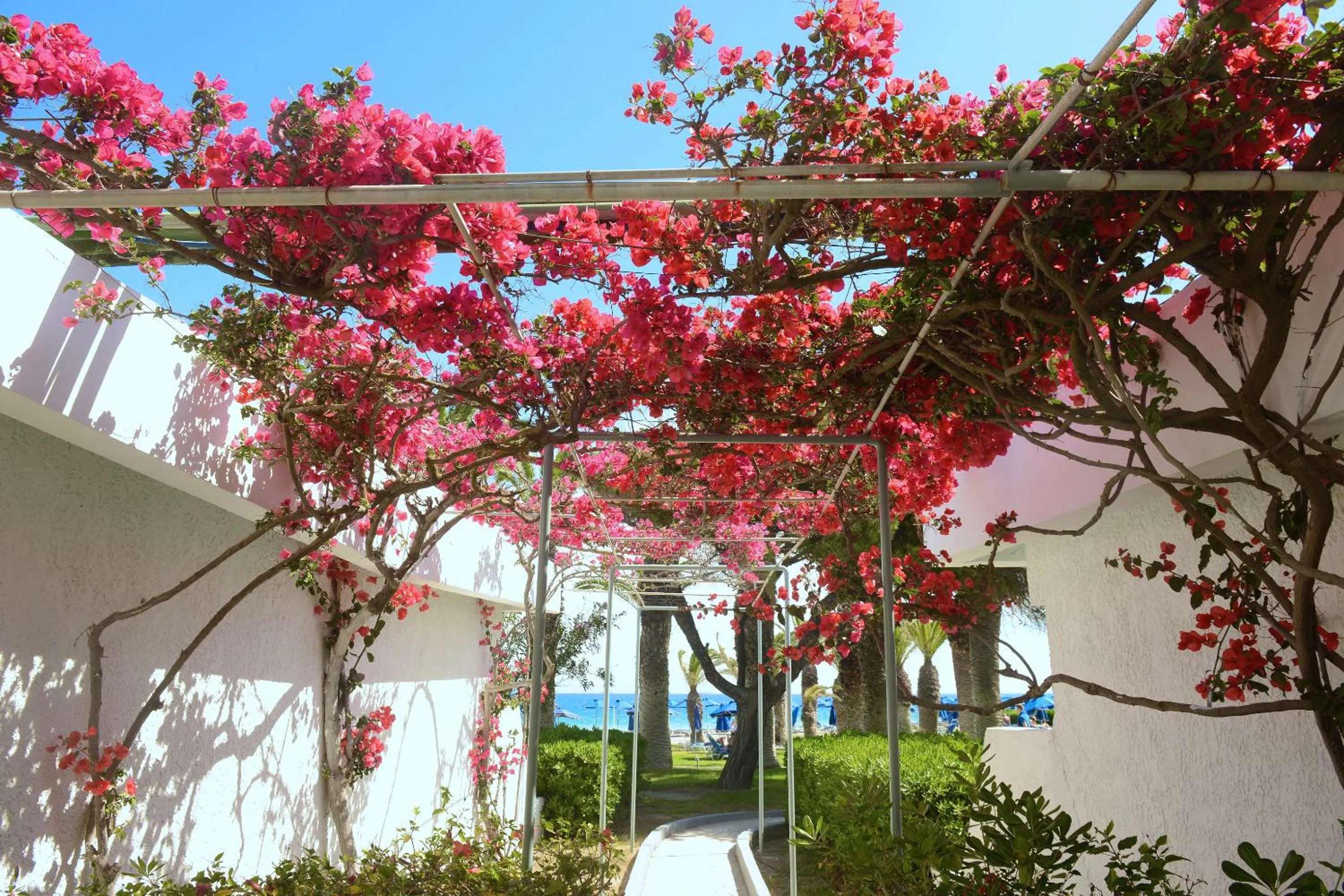 Garden in Blue Horizon