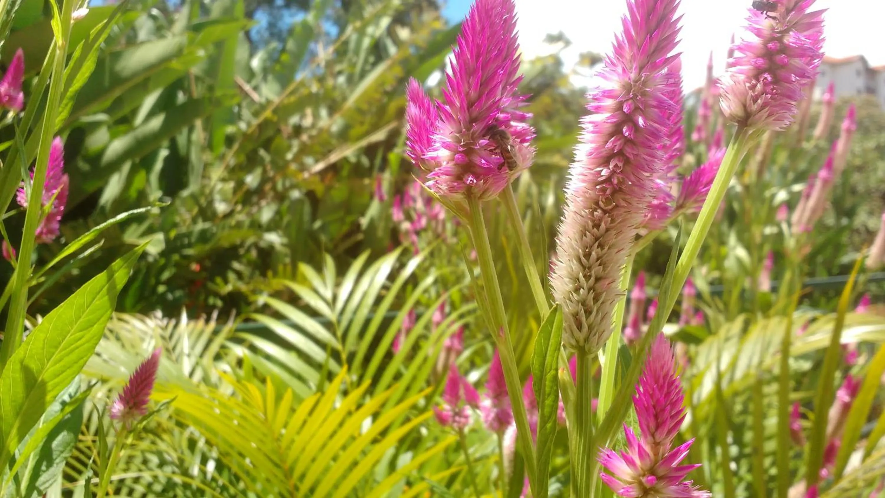 Garden view in Hotel Santiago