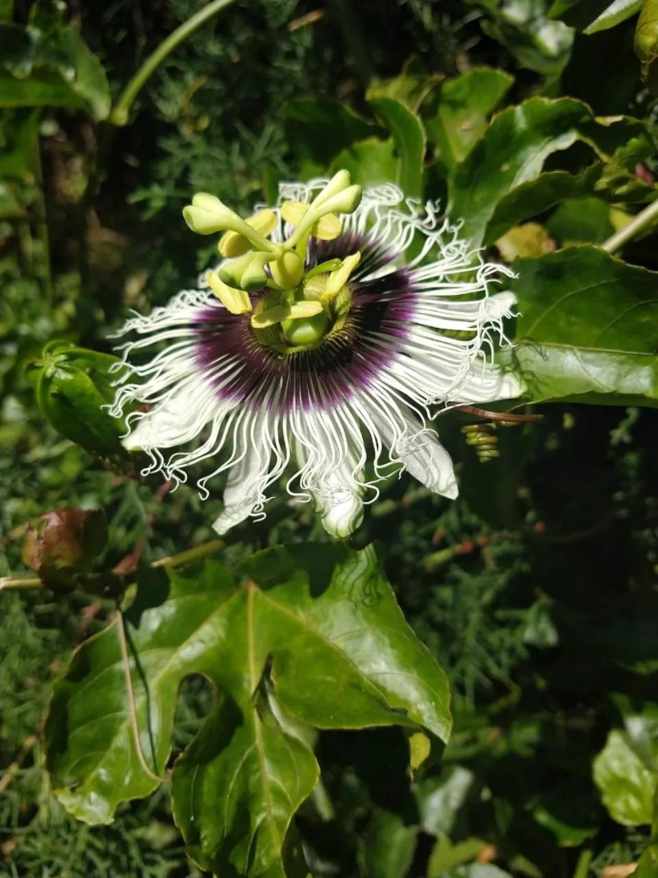 Spring in Hotel Santiago