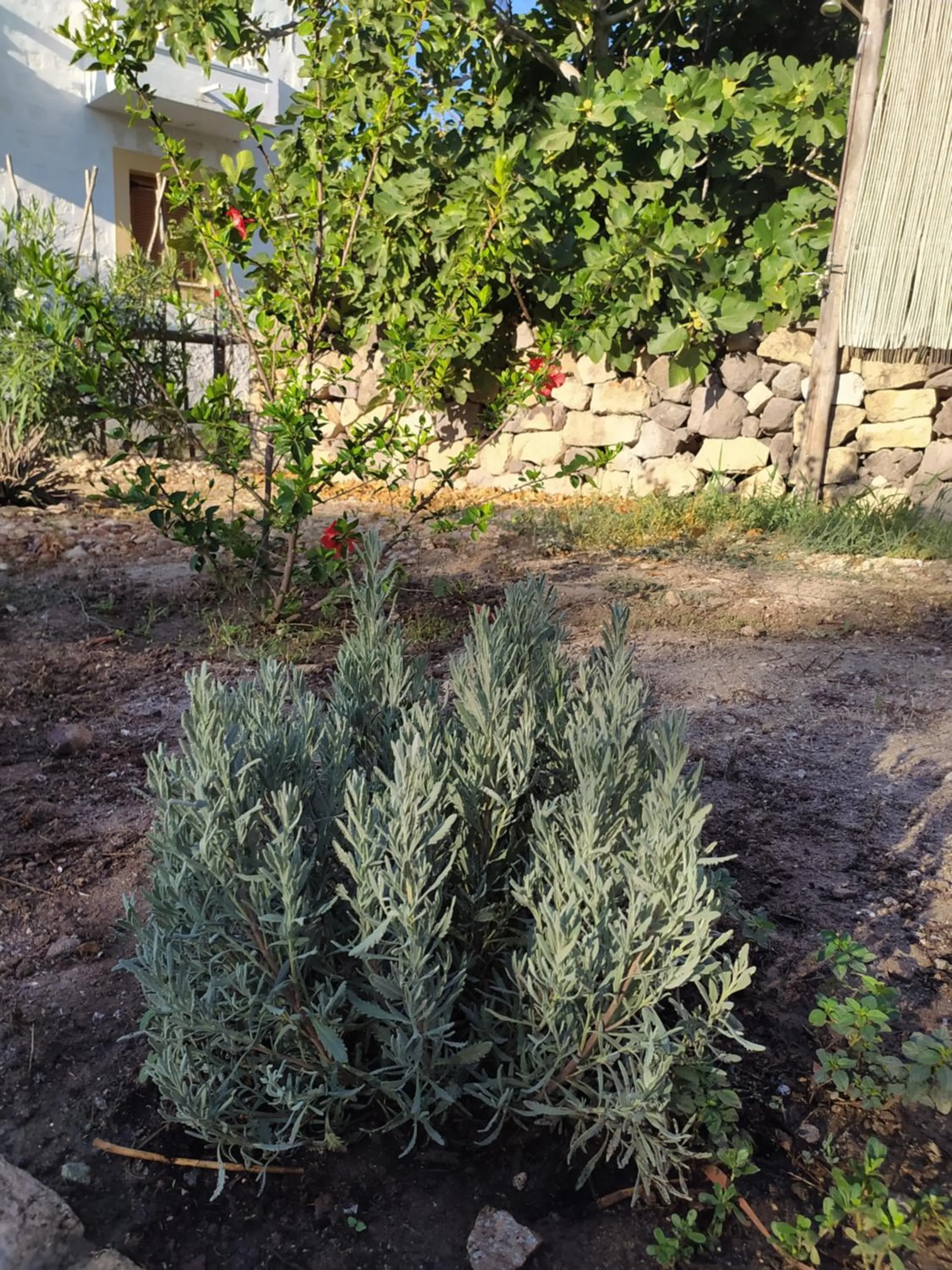 Garden view in Latmos 1860