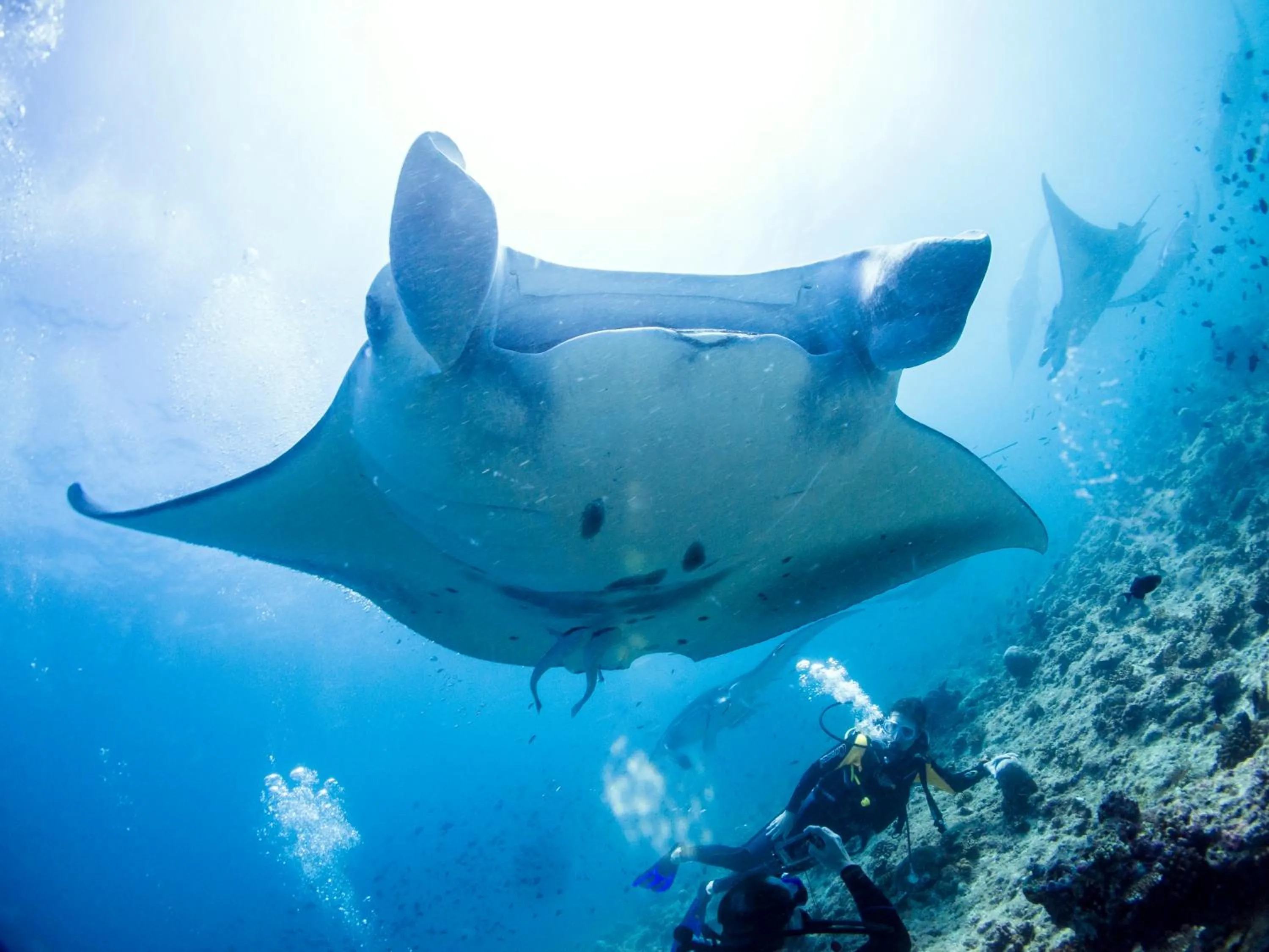 Diving in TME Retreats Dhigurah