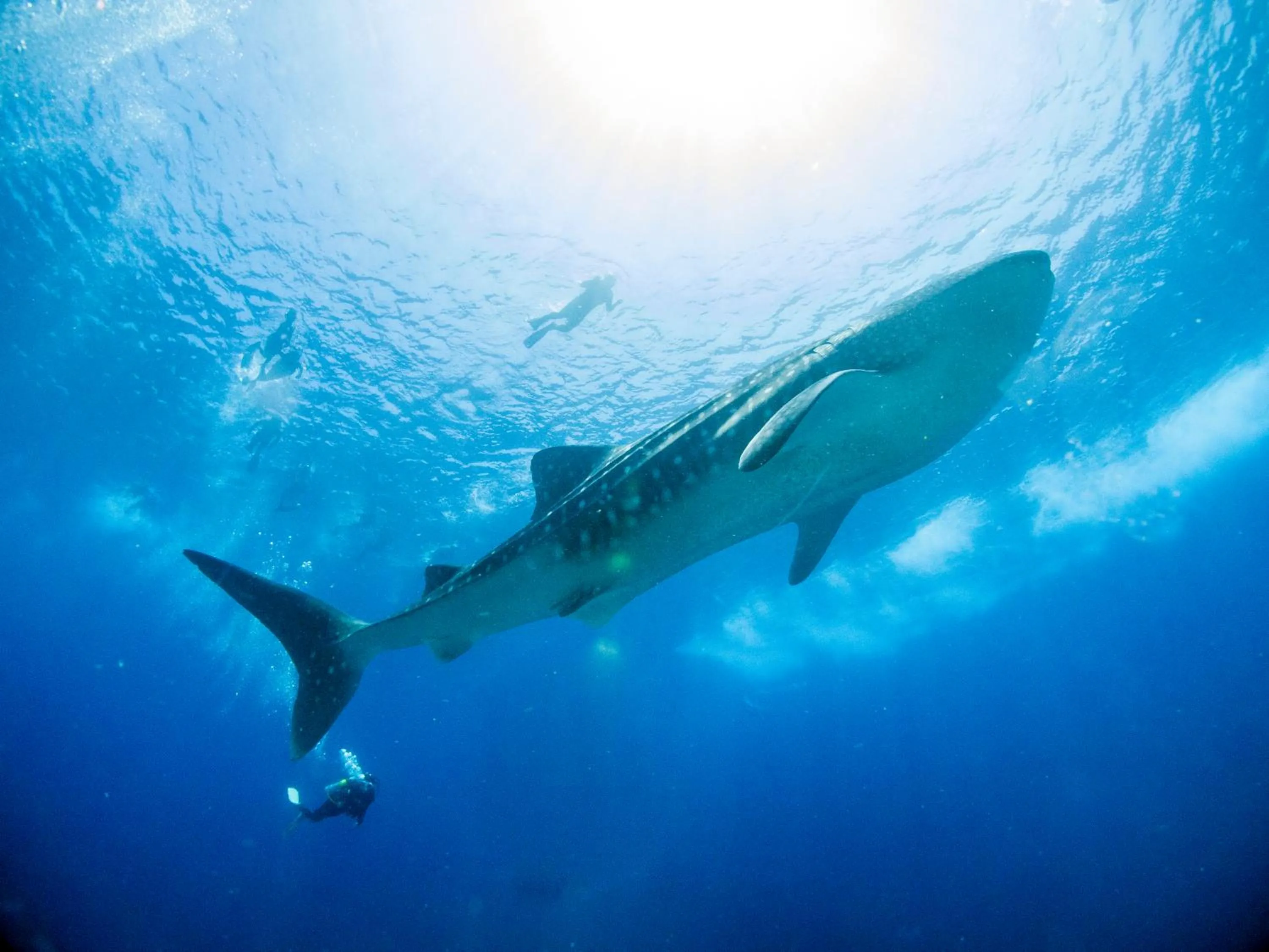Snorkeling in TME Retreats Dhigurah