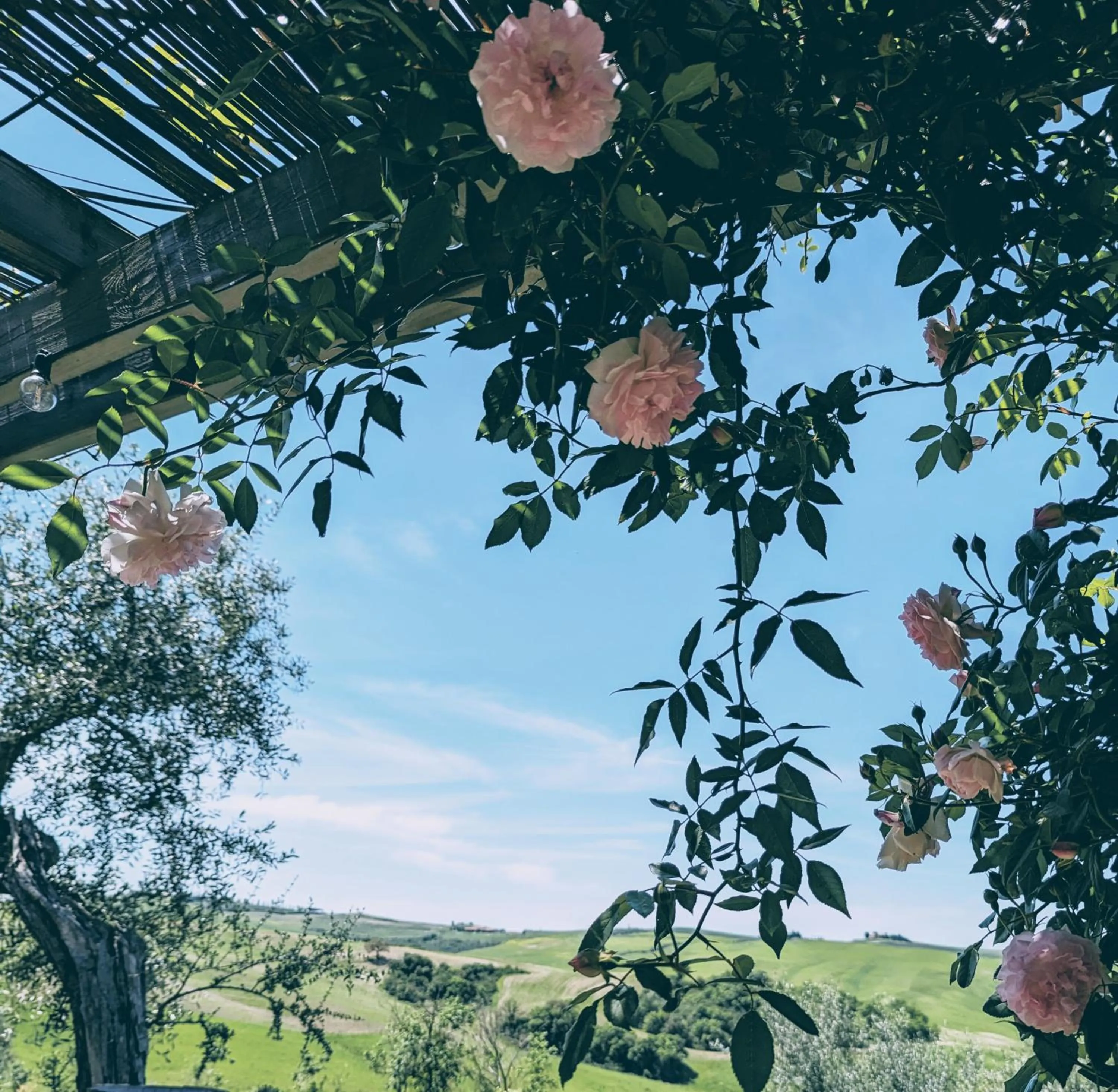 Restaurant/places to eat in Podere Spedalone