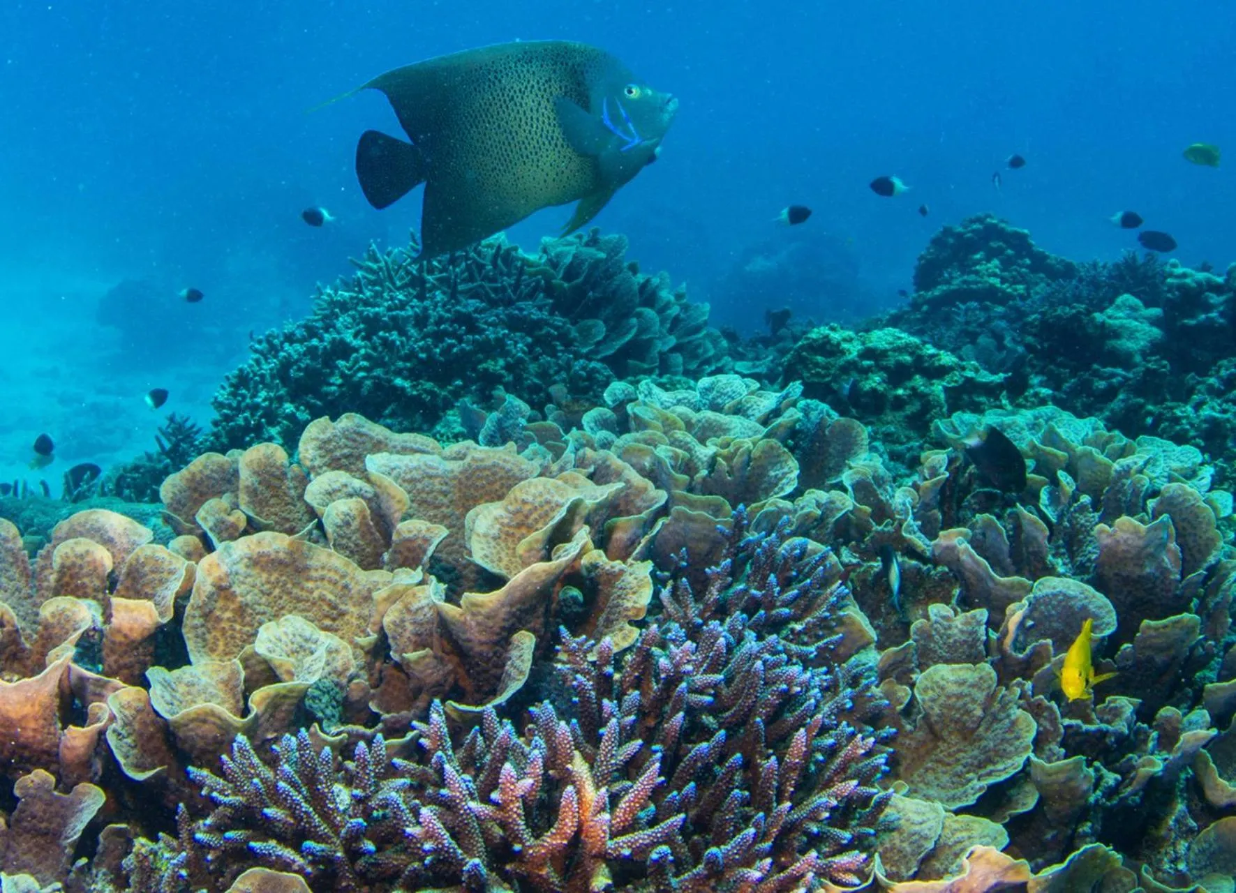 Snorkeling in Four Seasons Resort Seychelles