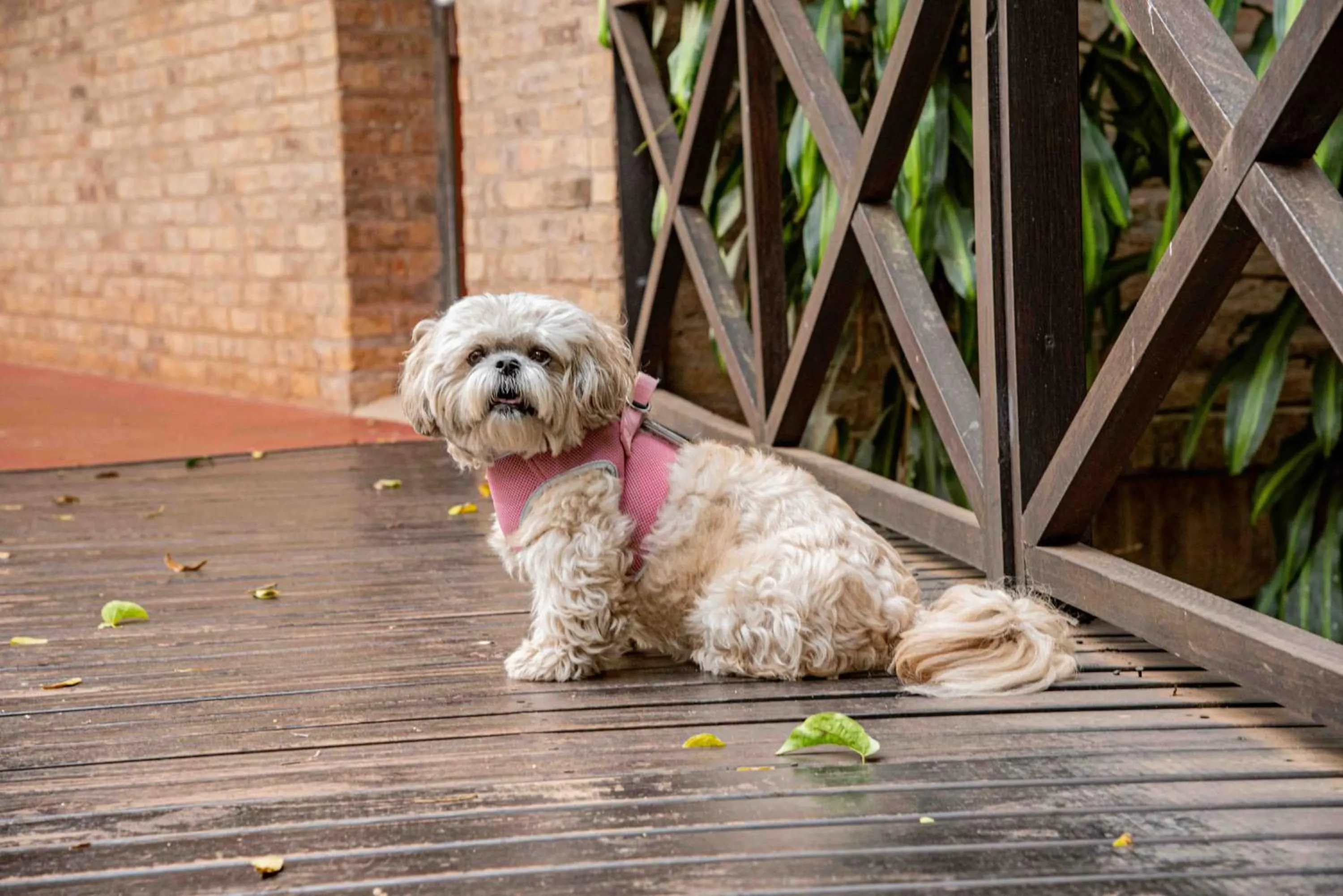 Animals in Village Cataratas