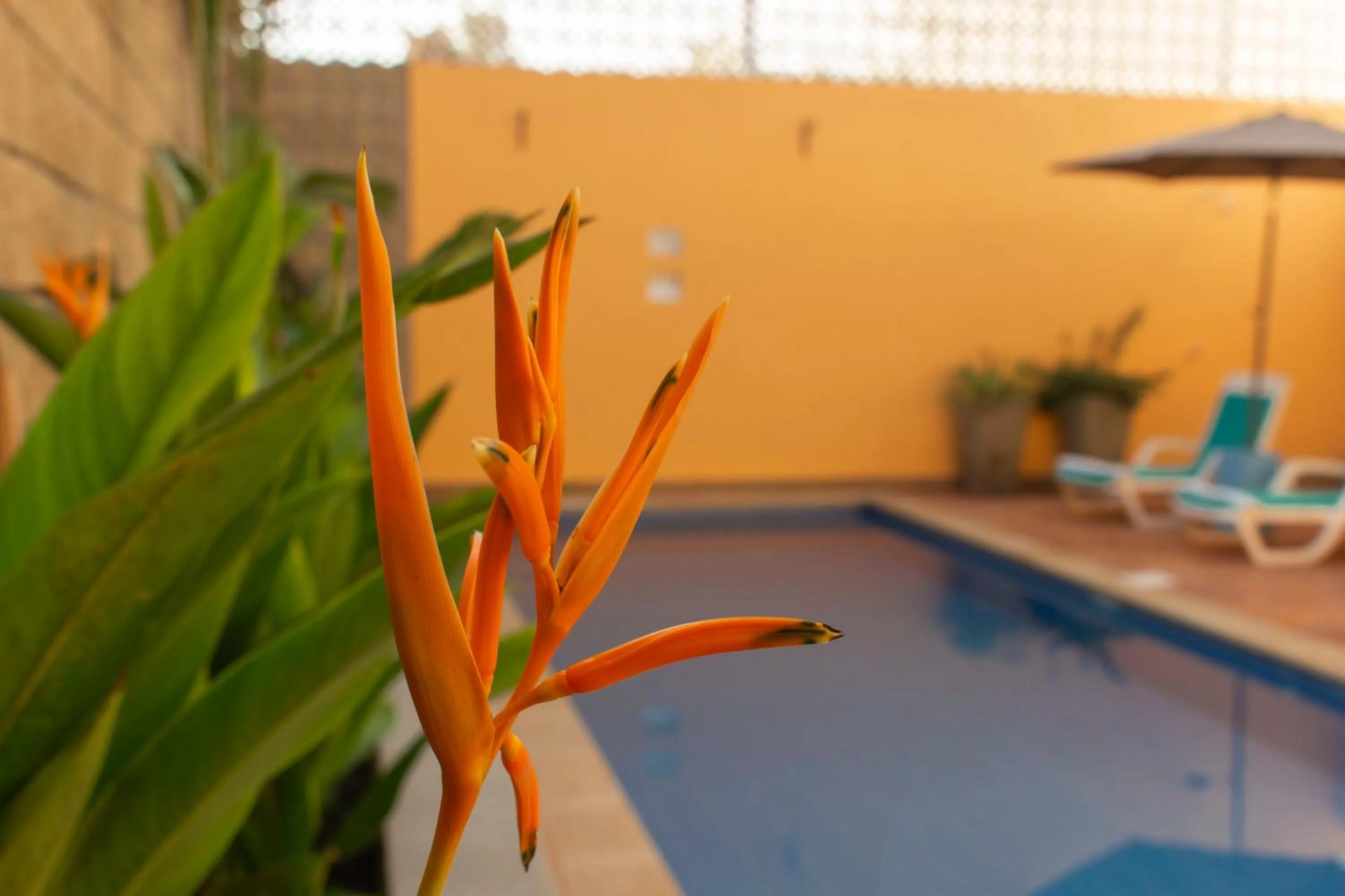 Swimming pool in Hotel La Gloria