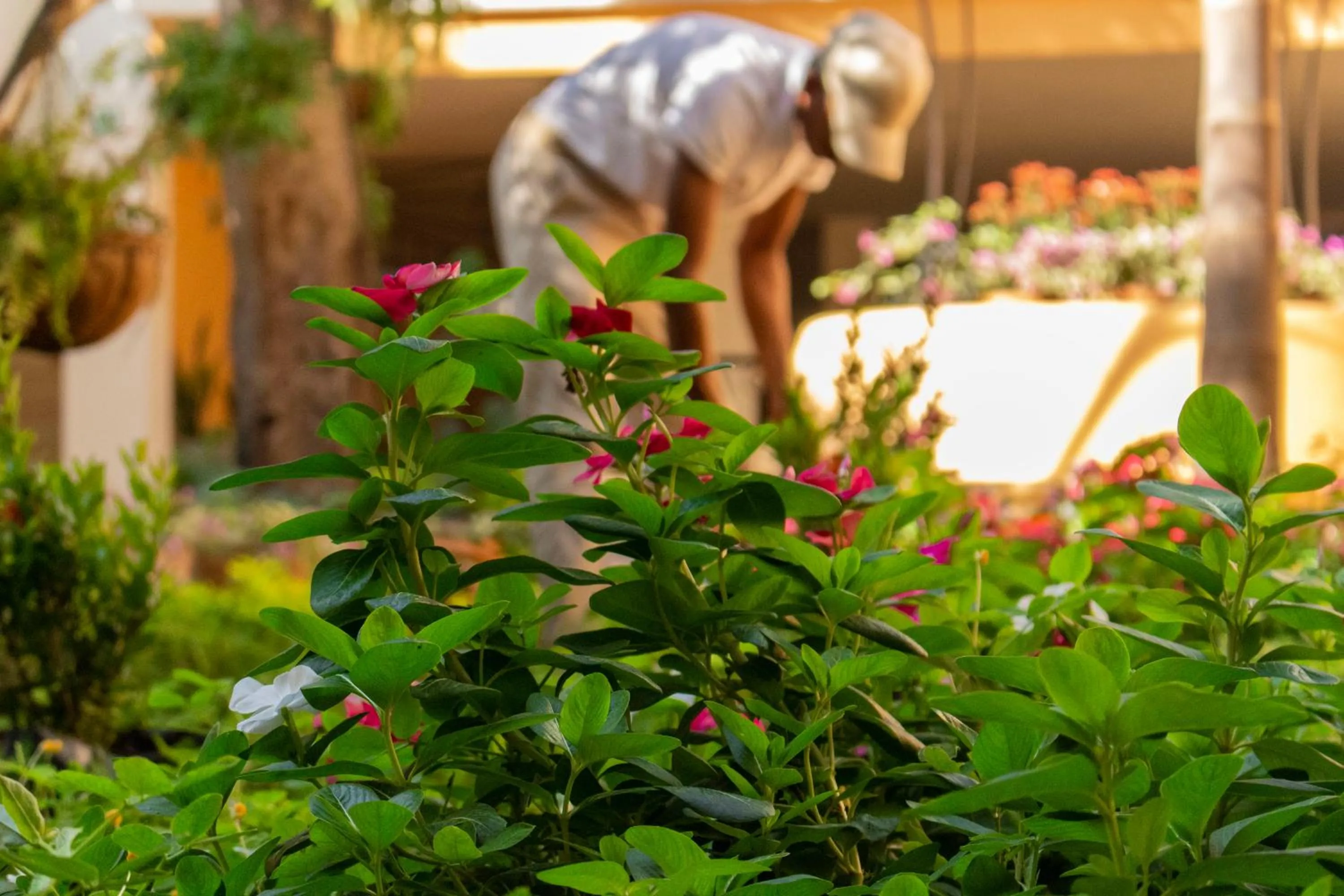 Garden in Hotel La Gloria