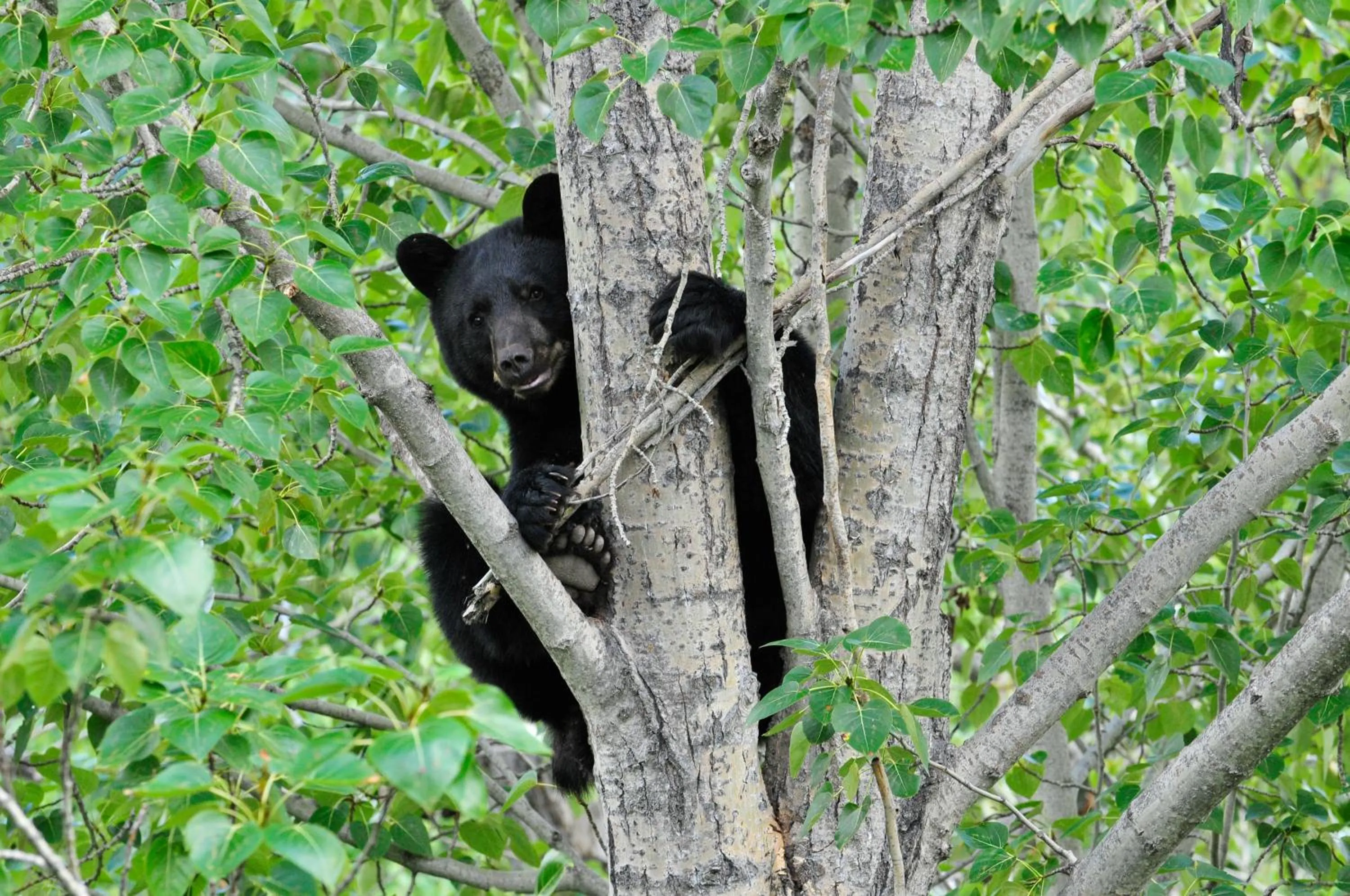 Animals in The Residences at Fairmont Ridge