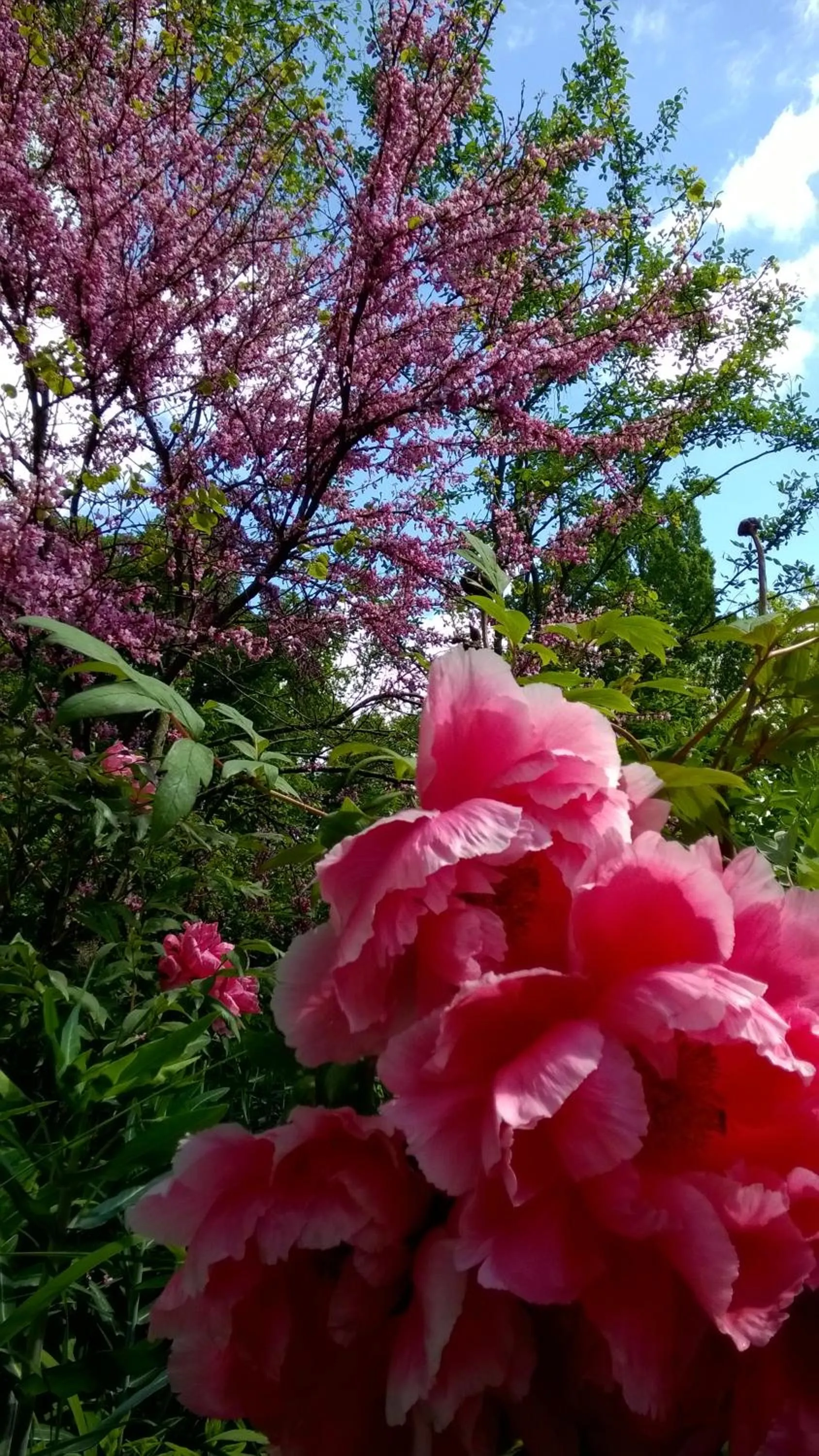 Garden in Château de la Vernède, la Grande Vernède