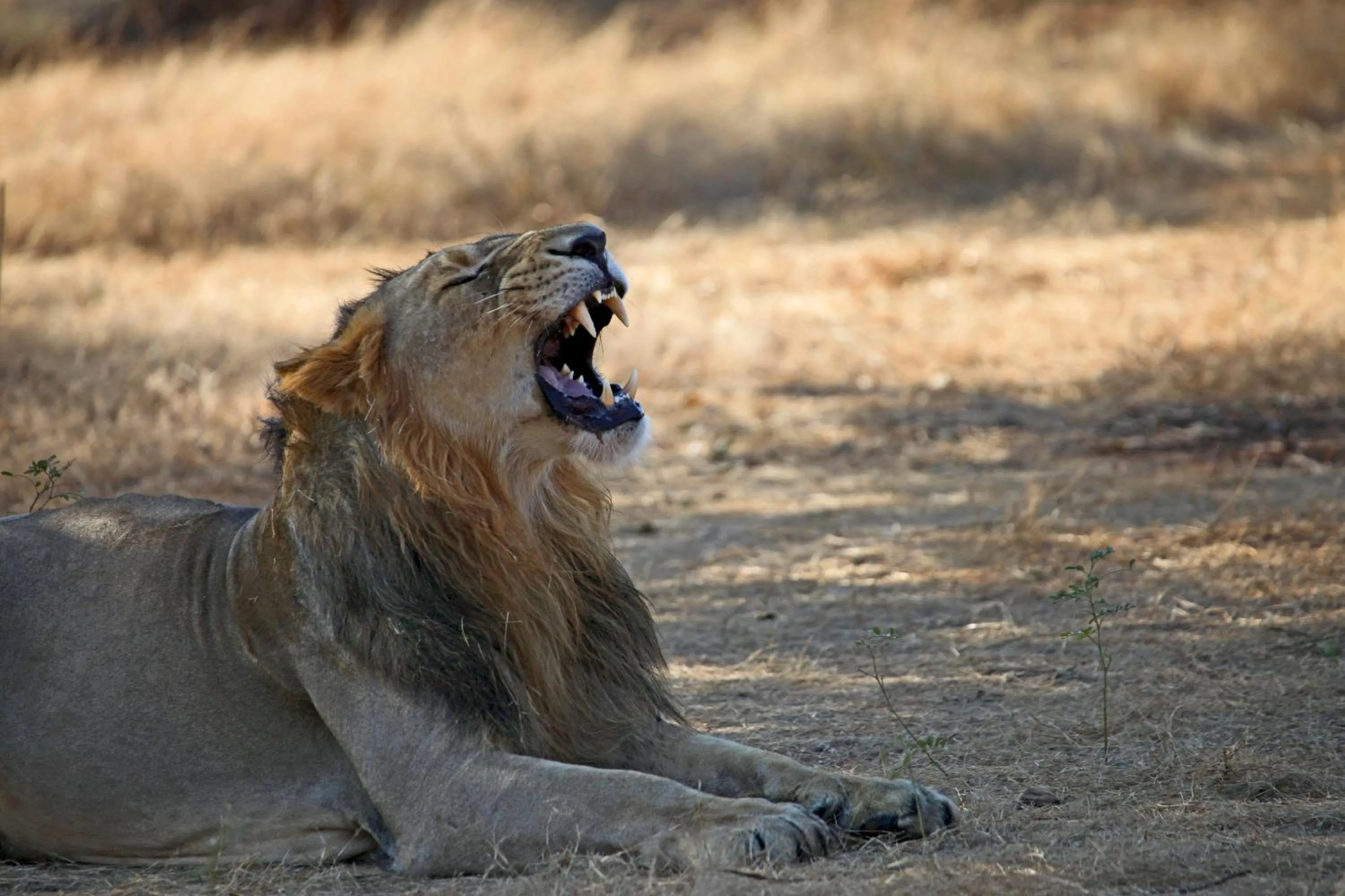 Day in Club Mahindra Sasan Gir