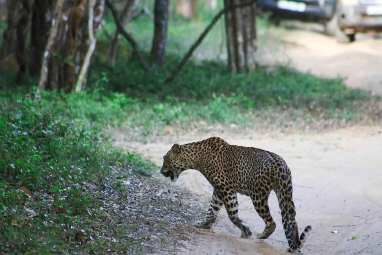 Animals in Divine Villa