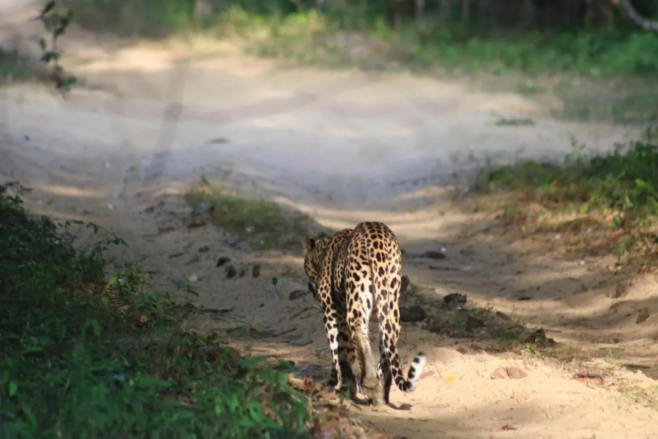 Animals in Divine Villa