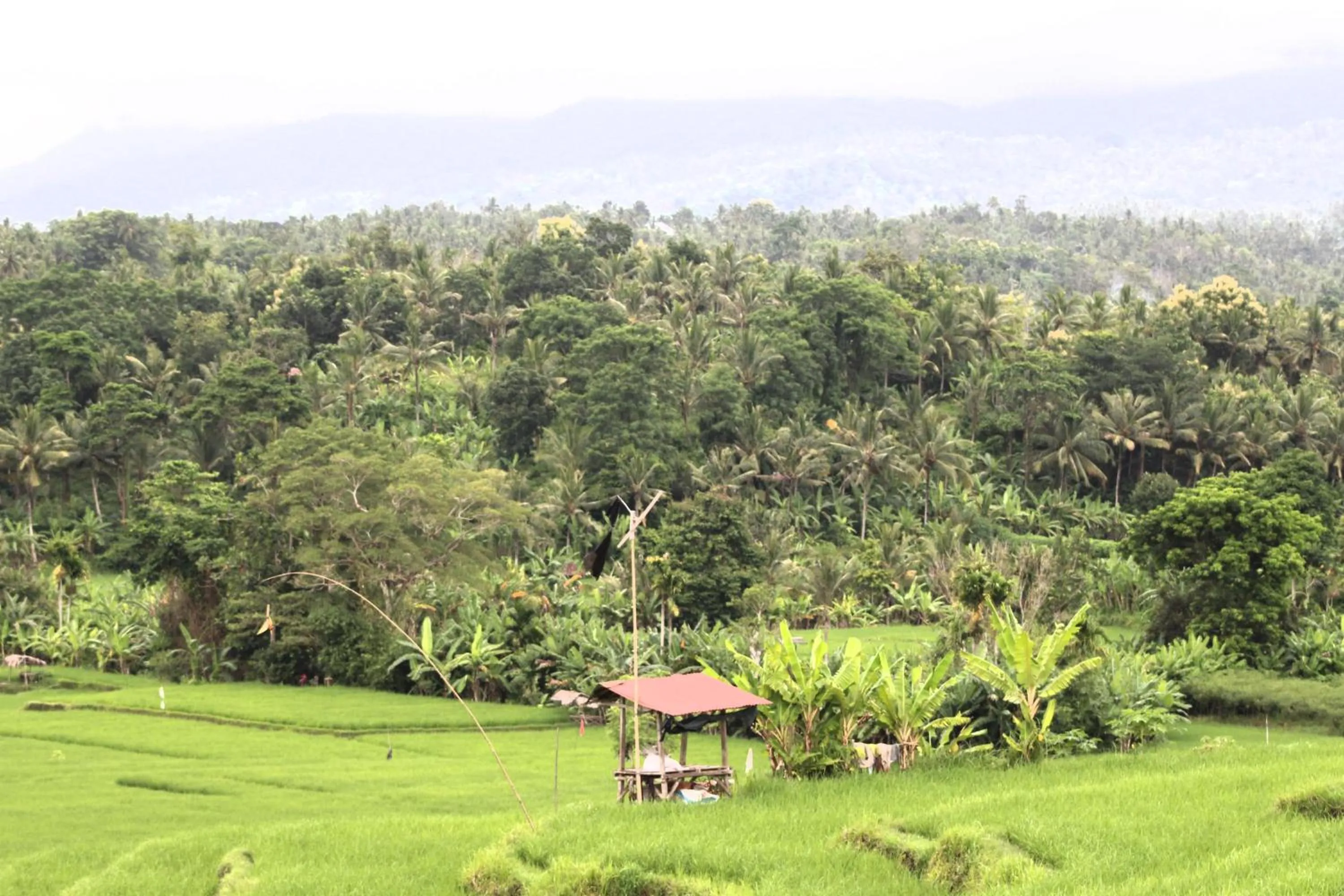 Jungle House - surf & stay